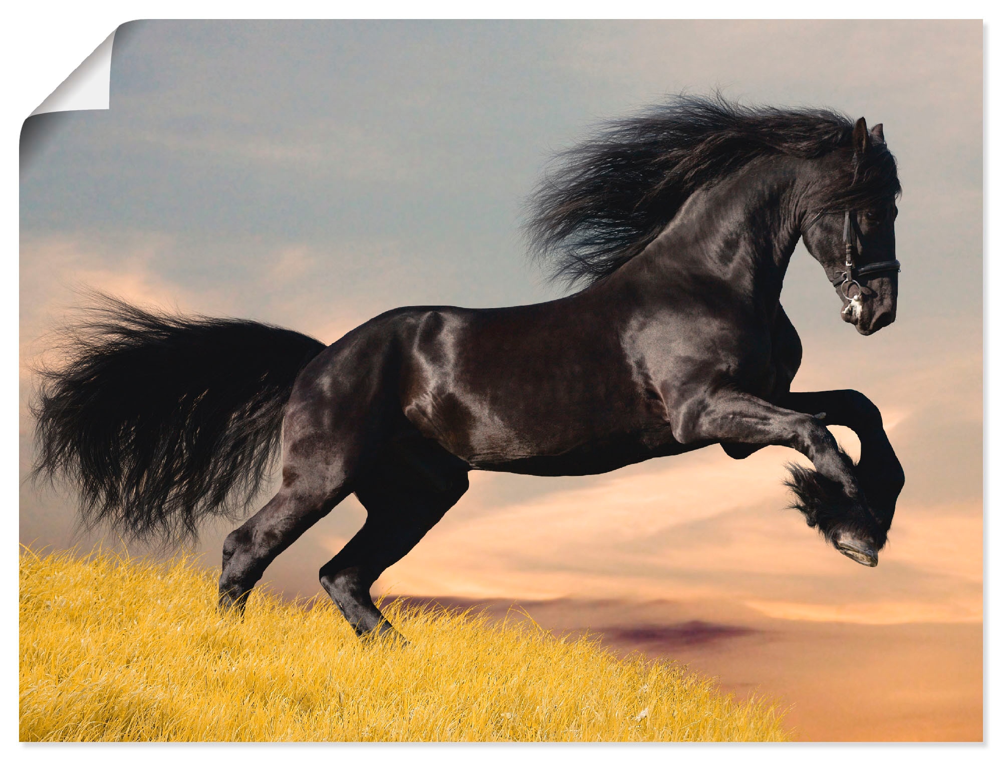 Image of Artland Poster "Friesischer Hengstgalopp" Haustiere 1 Stk. tlg. ohne Rahmen