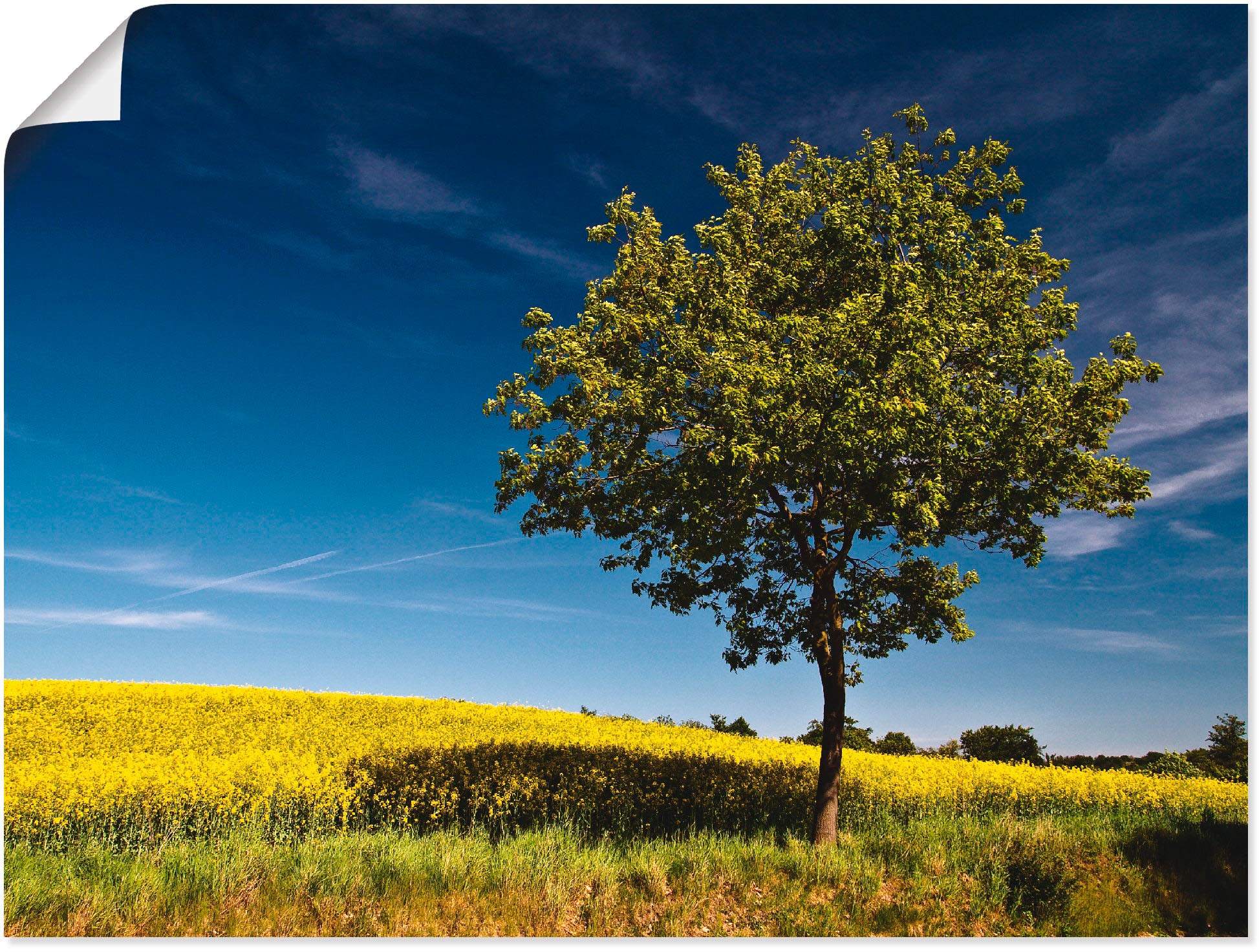 Image of Artland Wandbild »Ein Baum am Rapsfeld«, Felder, (1 St.), in vielen Grössen & Produktarten -Leinwandbild, Poster, Wandaufkleber / Wandtattoo auch für Badezimmer geeignet bei Ackermann Versand Schweiz