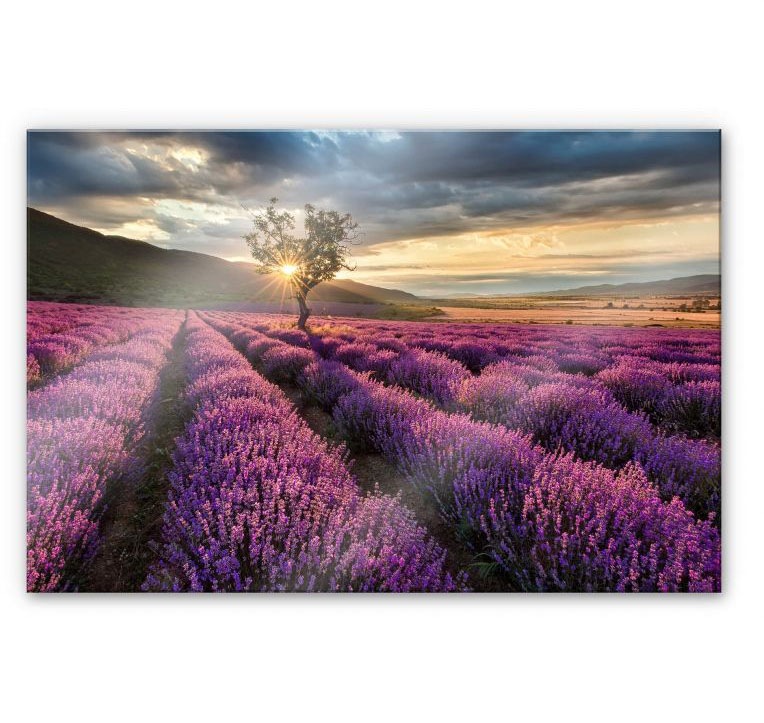 Image of Wall-Art Küchenrückwand »Lavendel Blumen in der Provence«, (1 tlg.) bei Ackermann Versand Schweiz