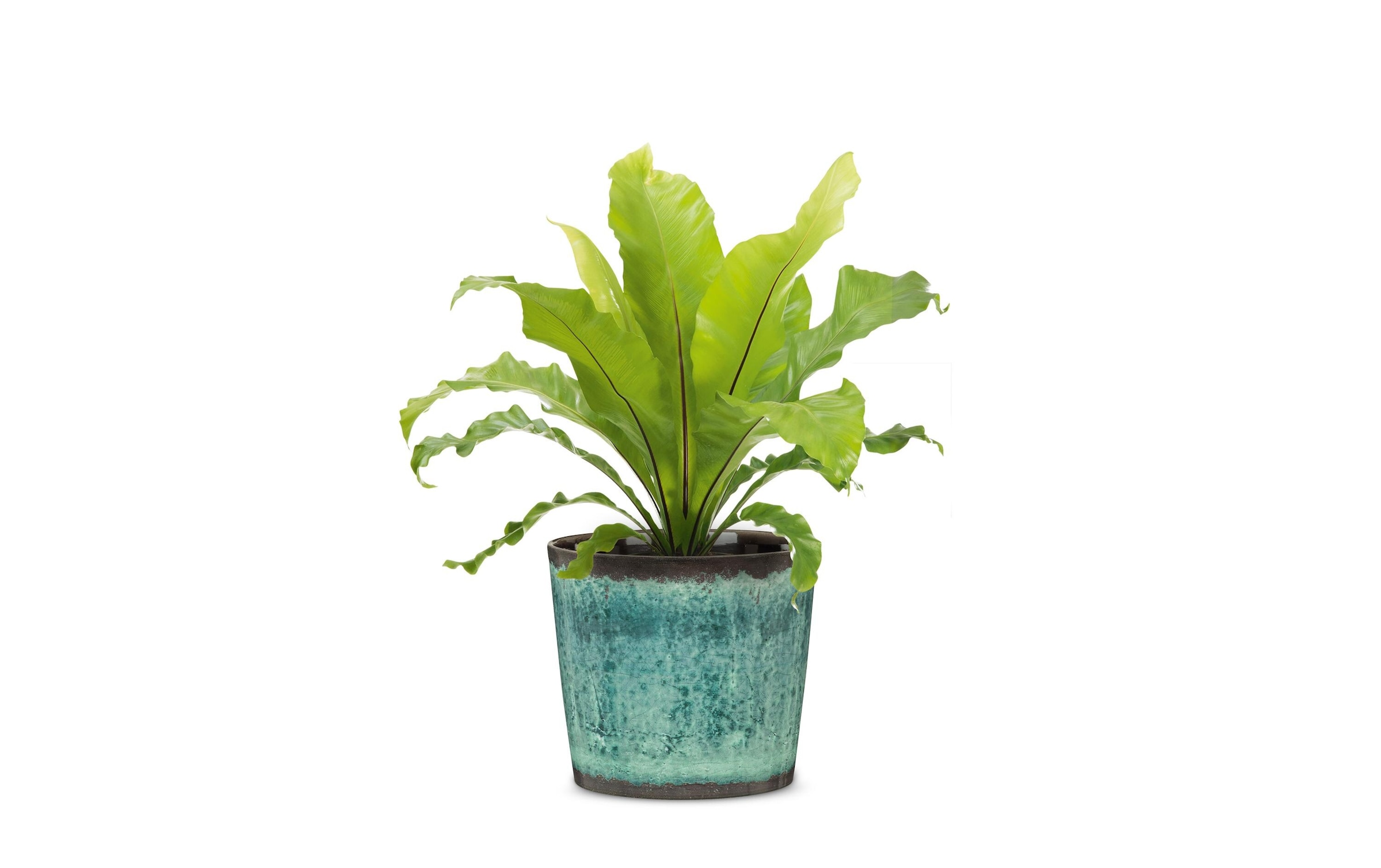 Scheurich Blumentopf »Ocean Glaze Ø 17.1 cm«