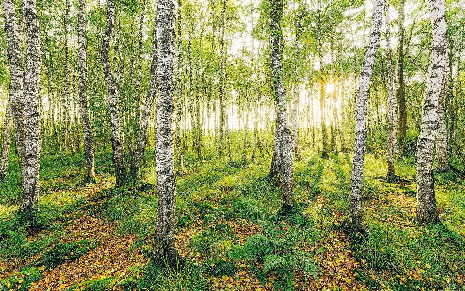 Image of Komar Vliestapete "Digitaldruck Vlies - Birch Trees - Grösse 400 x 250 cm" bedruckt glatt Wohnzimmer, Schlafzimmer