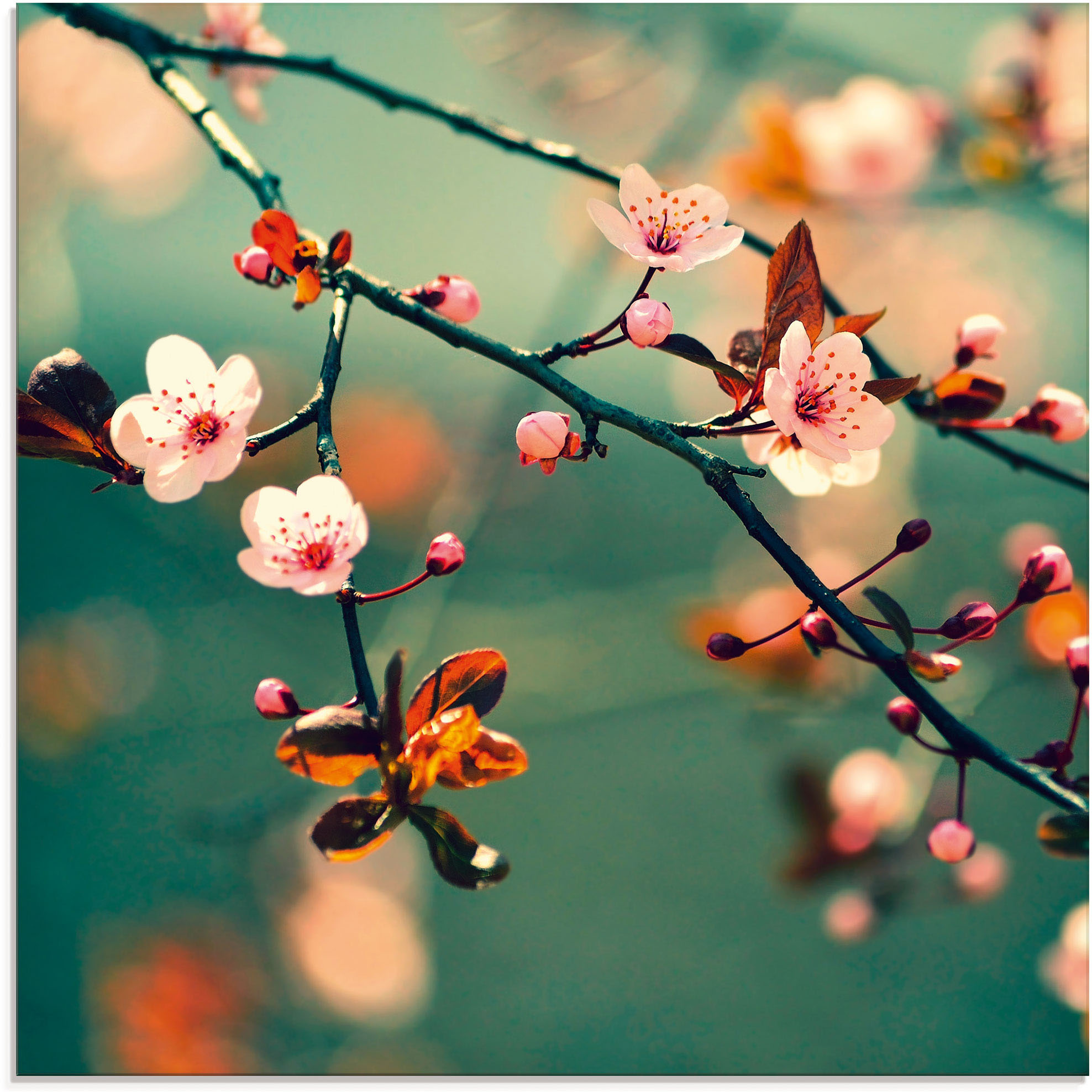 Artland Glasbild "Japanische Kirsch Sakura Blumen" Blumen 1 Stk. tlg. in verschiedenen Grössen