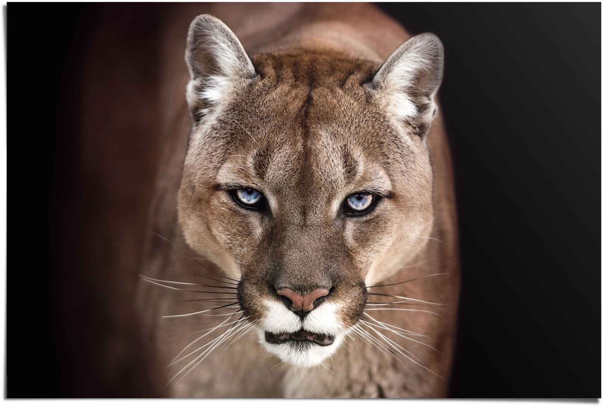 Image of Reinders Poster "Puma Nahaufnahme" 1 Stk. tlg.