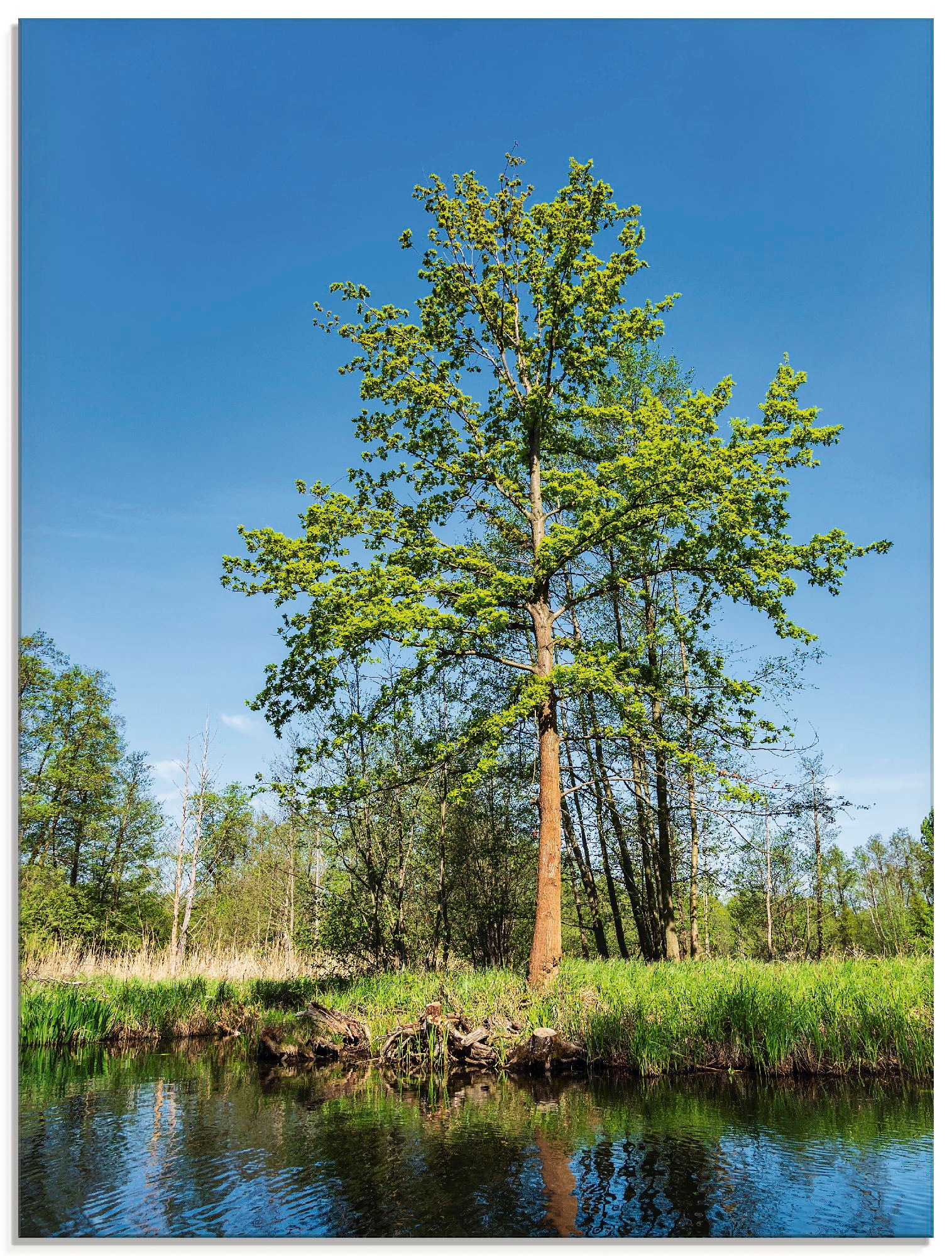 Image of Artland Glasbild »Landschaft im Spreewald bei Lübbenau«, Wald, (1 St.) bei Ackermann Versand Schweiz