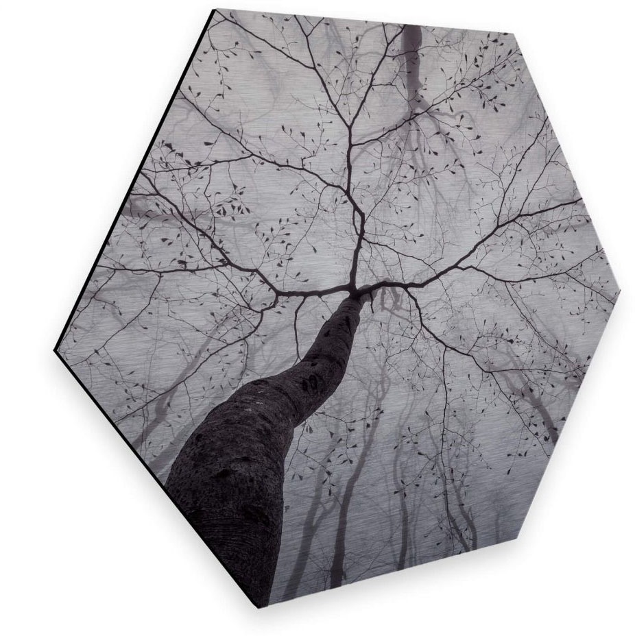 Image of Wall-Art Metallbild »Blick in die Baumkronen Metallbild«, (1 St.) bei Ackermann Versand Schweiz