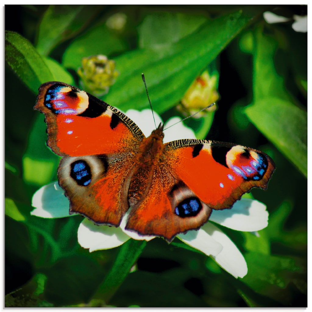 Artland Glasbild »Tagpfauenauge«, Insekten, (1 St.)