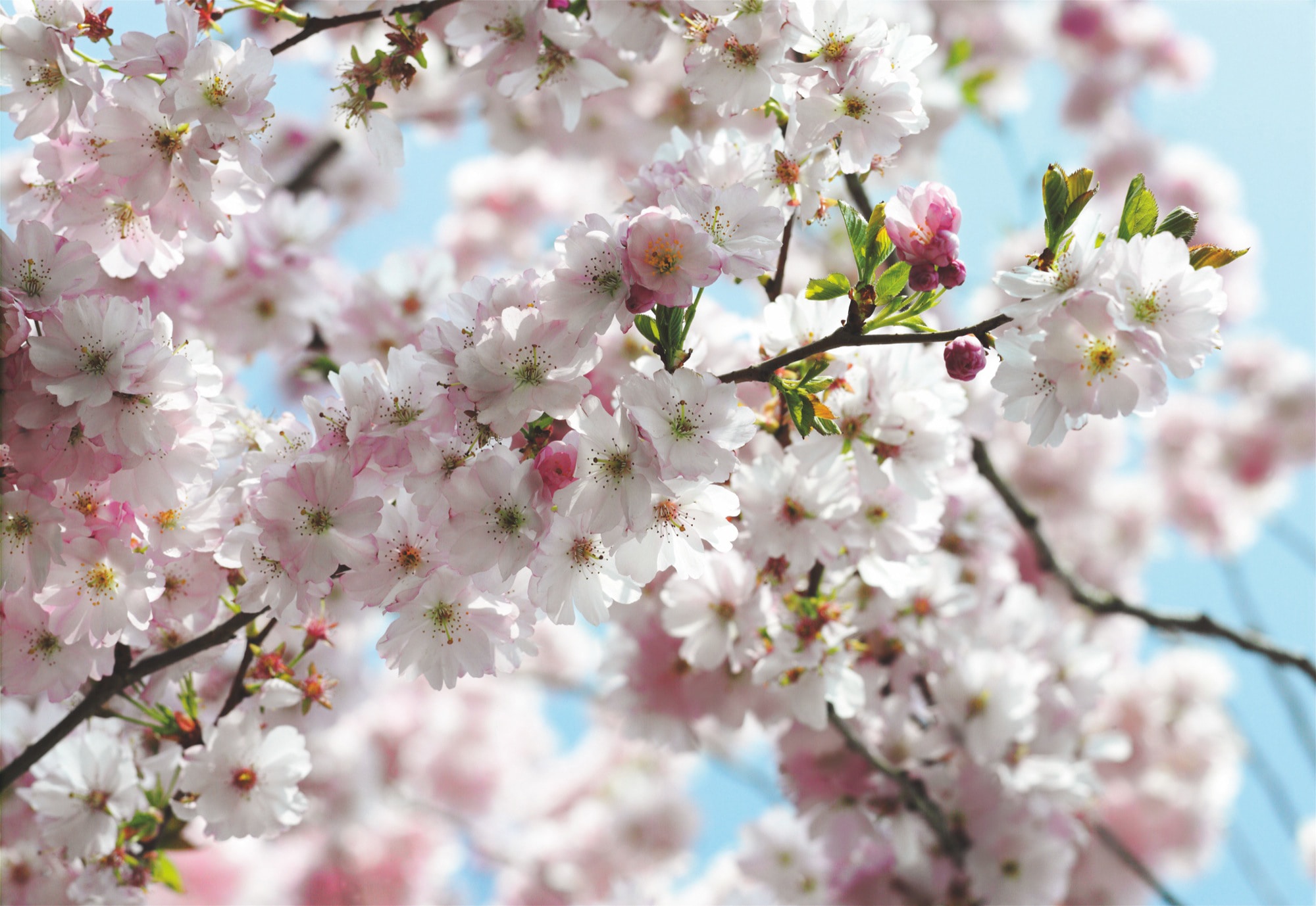 Image of Komar Fototapete "Spring - Grösse 368 x 254 cm" bedruckt glatt Wohnzimmer, Schlafzimmer