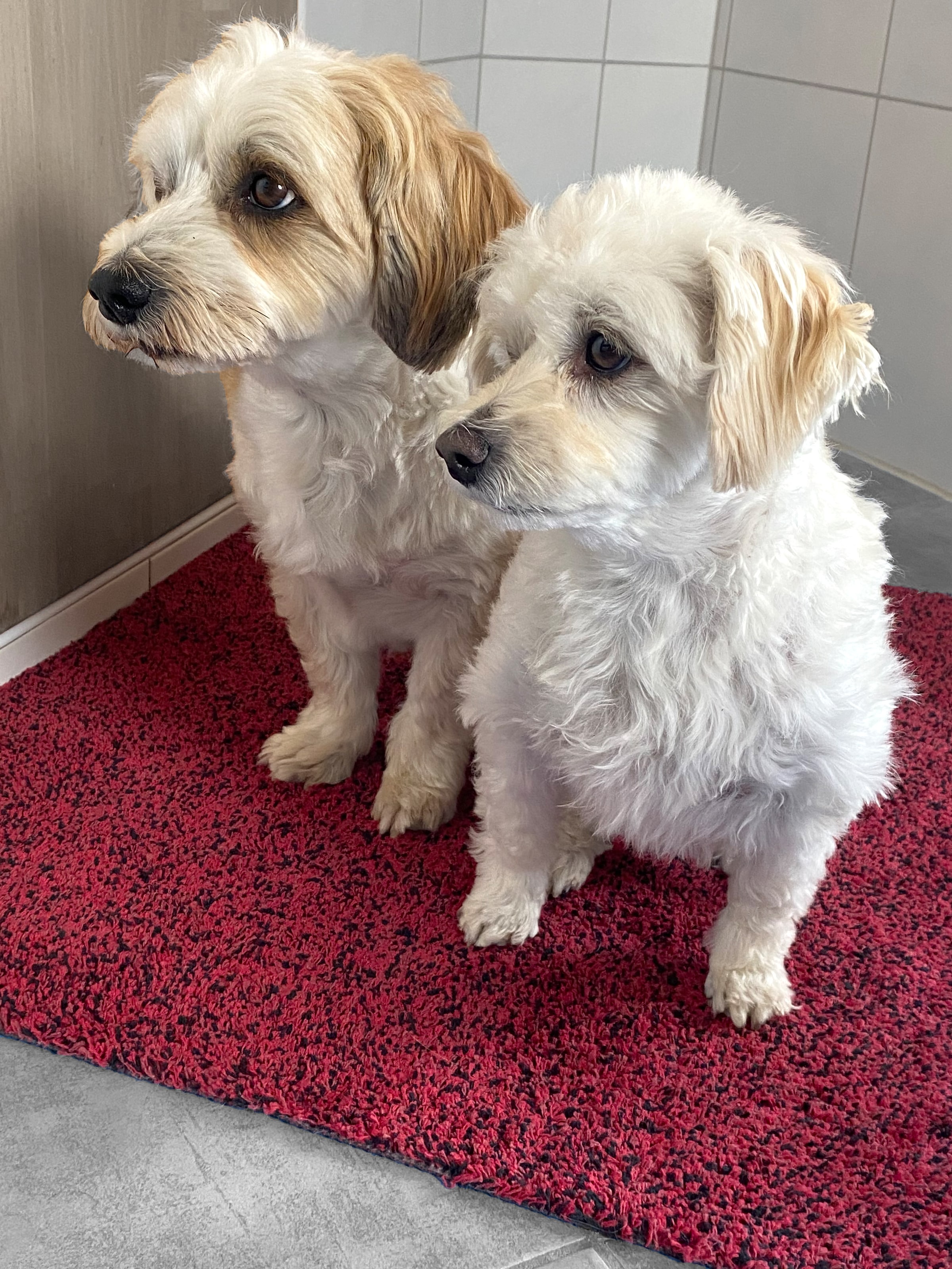 ASTRA Fussmatte »Saugstark 601« rechteckig 9 mm Höhe Schmutzfangmatte, In -und Outdoor geeignet