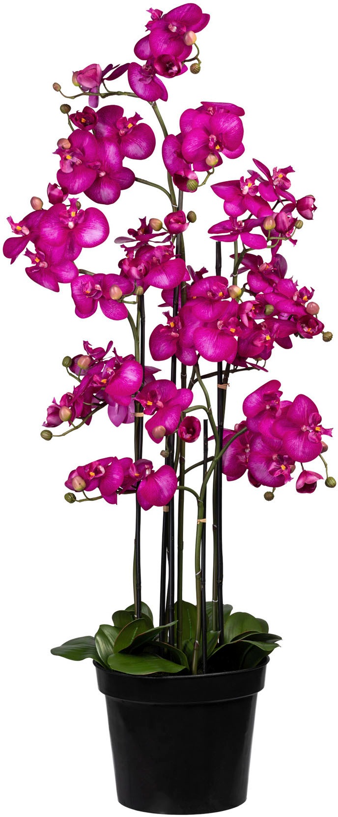 Image of Creativ green Kunstorchidee »Phalaenopsis«, (1 St.) bei Ackermann Versand Schweiz