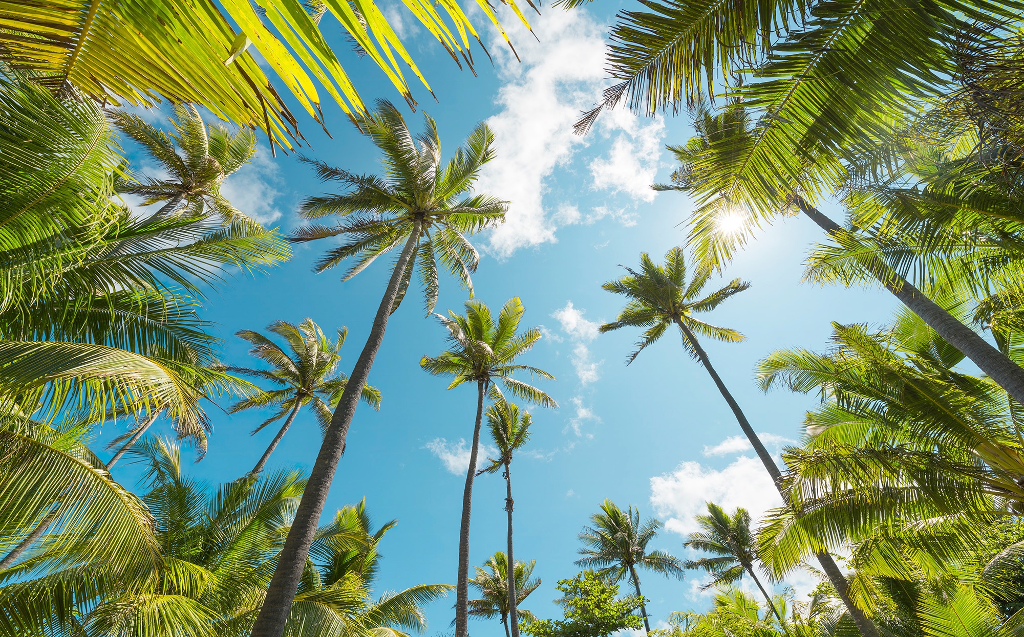 Image of Komar Vliestapete "Digitaldruck Vlies - Coconut Heaven - Grösse 450 x 280 cm" bedruckt glatt Wohnzimmer, Schlafzimmer