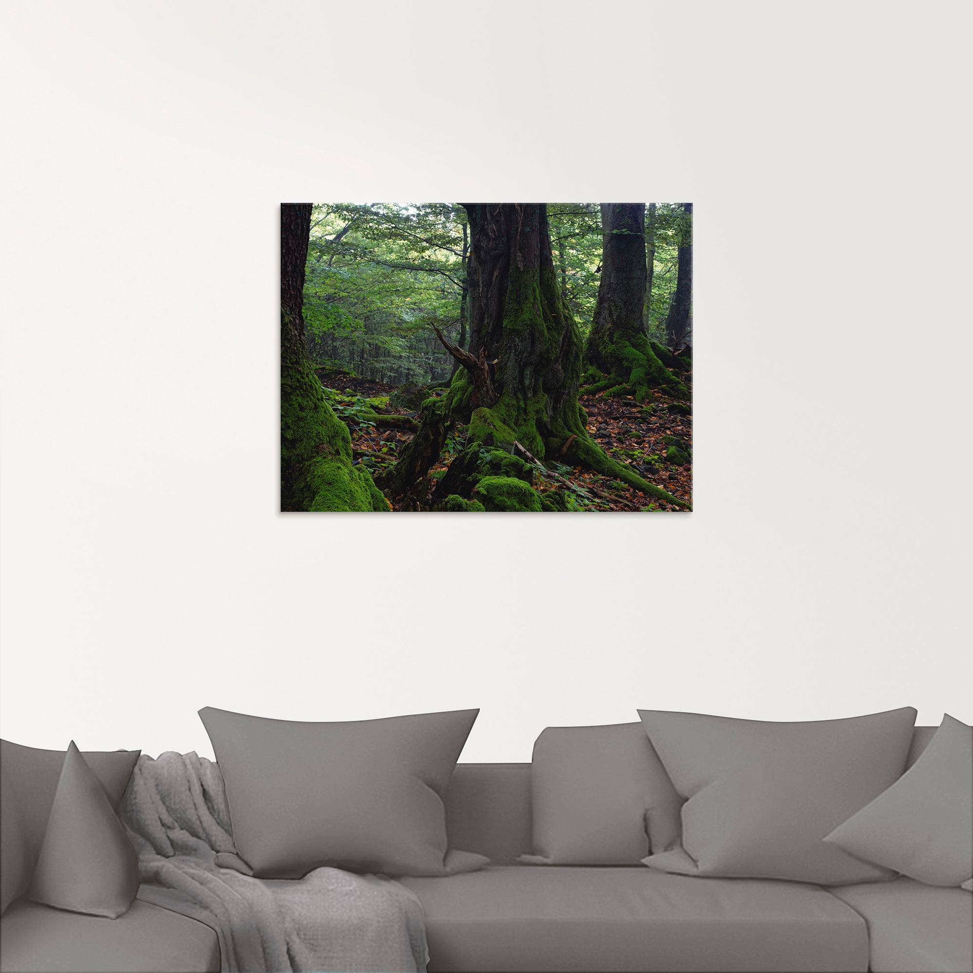 Artland Glasbild »Alte Bäume am Kraterrand«, Wald, (1 St.), in verschiedenen Grössen