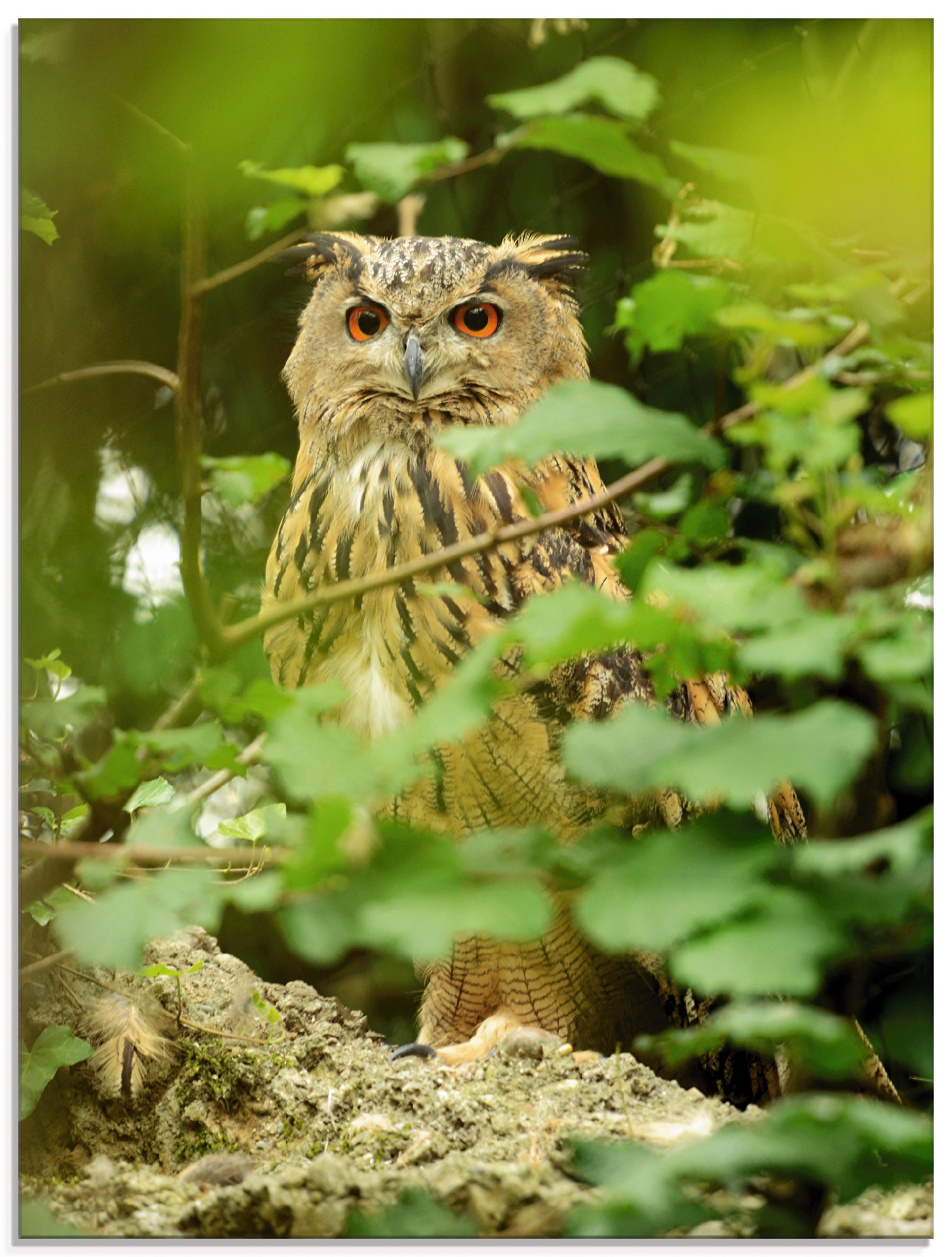 Image of Artland Glasbild "Vogel Uhu" Vögel 1 Stk. tlg. in verschiedenen Grössen