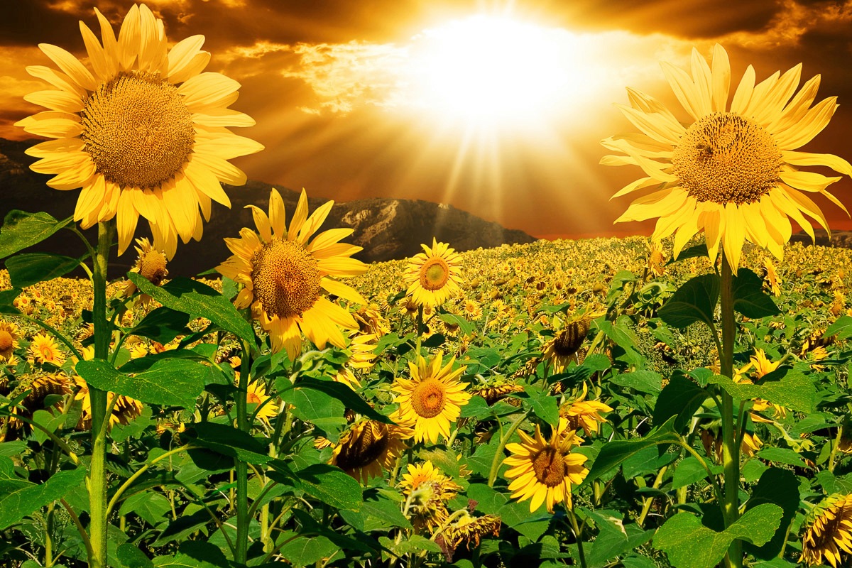 Image of Papermoon Fototapete »Sonnenblumen«, Vliestapete, hochwertiger Digitaldruck bei Ackermann Versand Schweiz