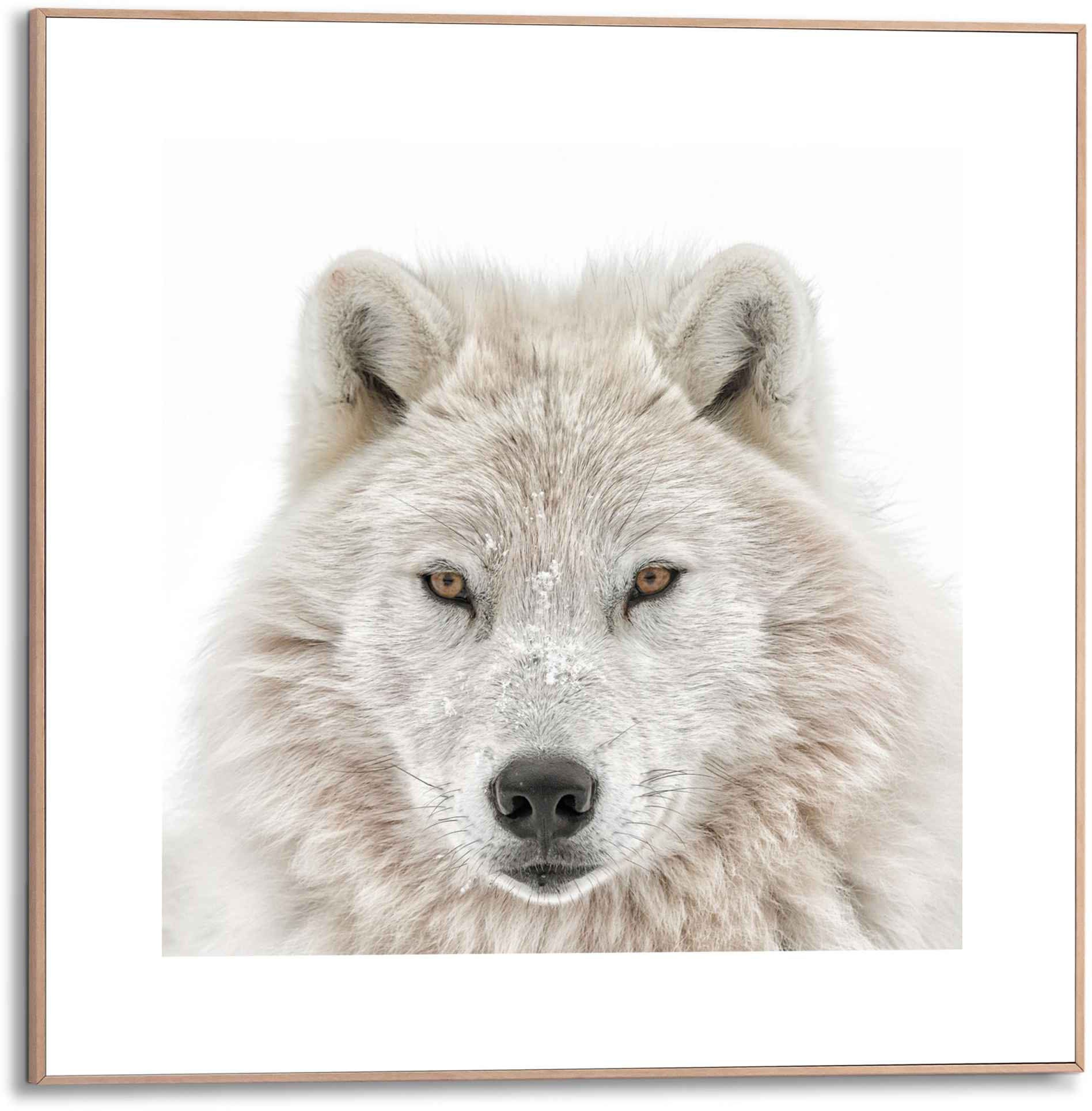 Image of Reinders! Kunstdruck »Gerahmtes Bild Wolf«, Tiere, (1 St.) bei Ackermann Versand Schweiz