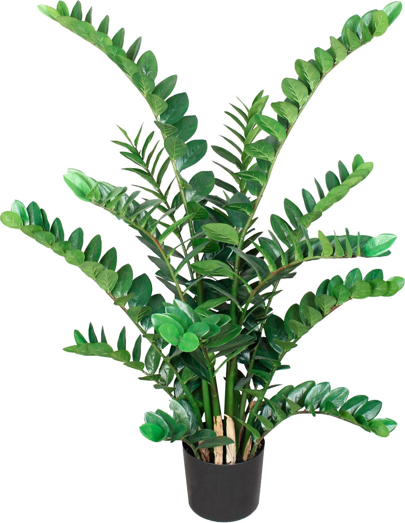 Image of Creativ green Kunstpflanze »Zamifolia«, (1 St.) bei Ackermann Versand Schweiz