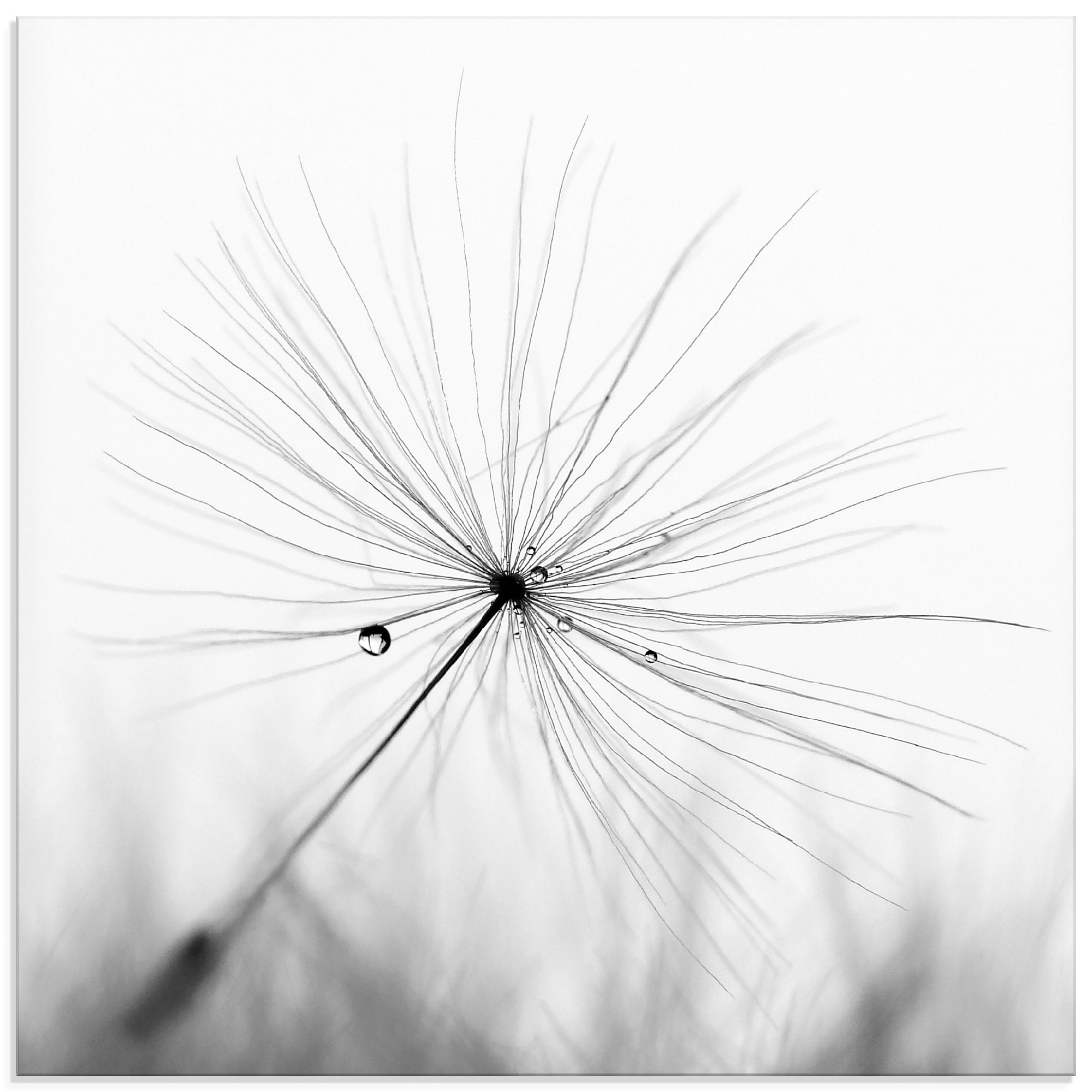 Image of Artland Glasbild "Pusteblume Schirmchen" Blumen 1 Stk. tlg. in verschiedenen Grössen