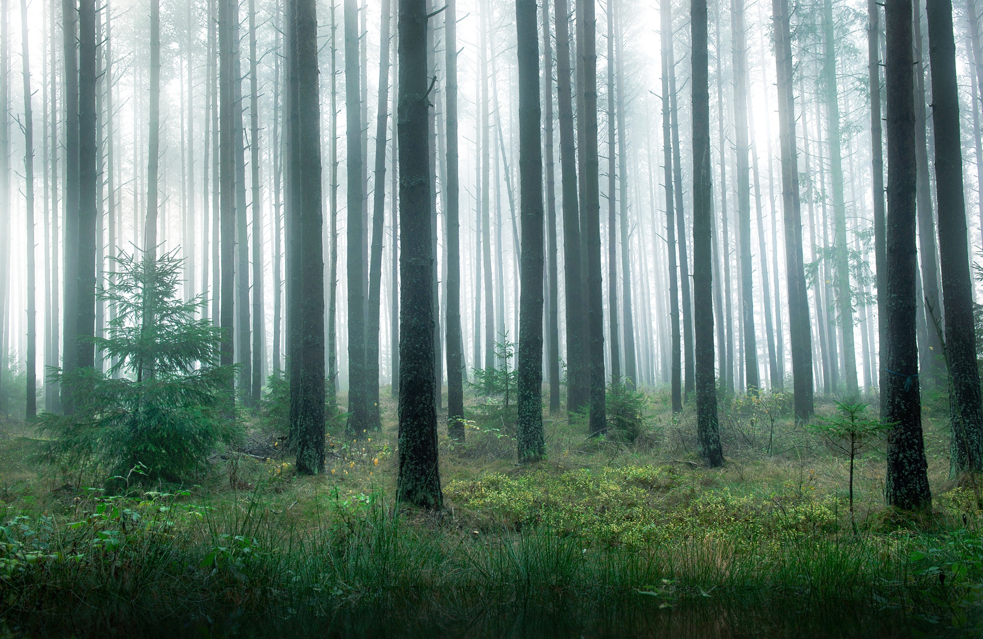 Image of Papermoon Fototapete "Photo-Art CHRISTIAN LINDSTEN, SEE IM WALD"