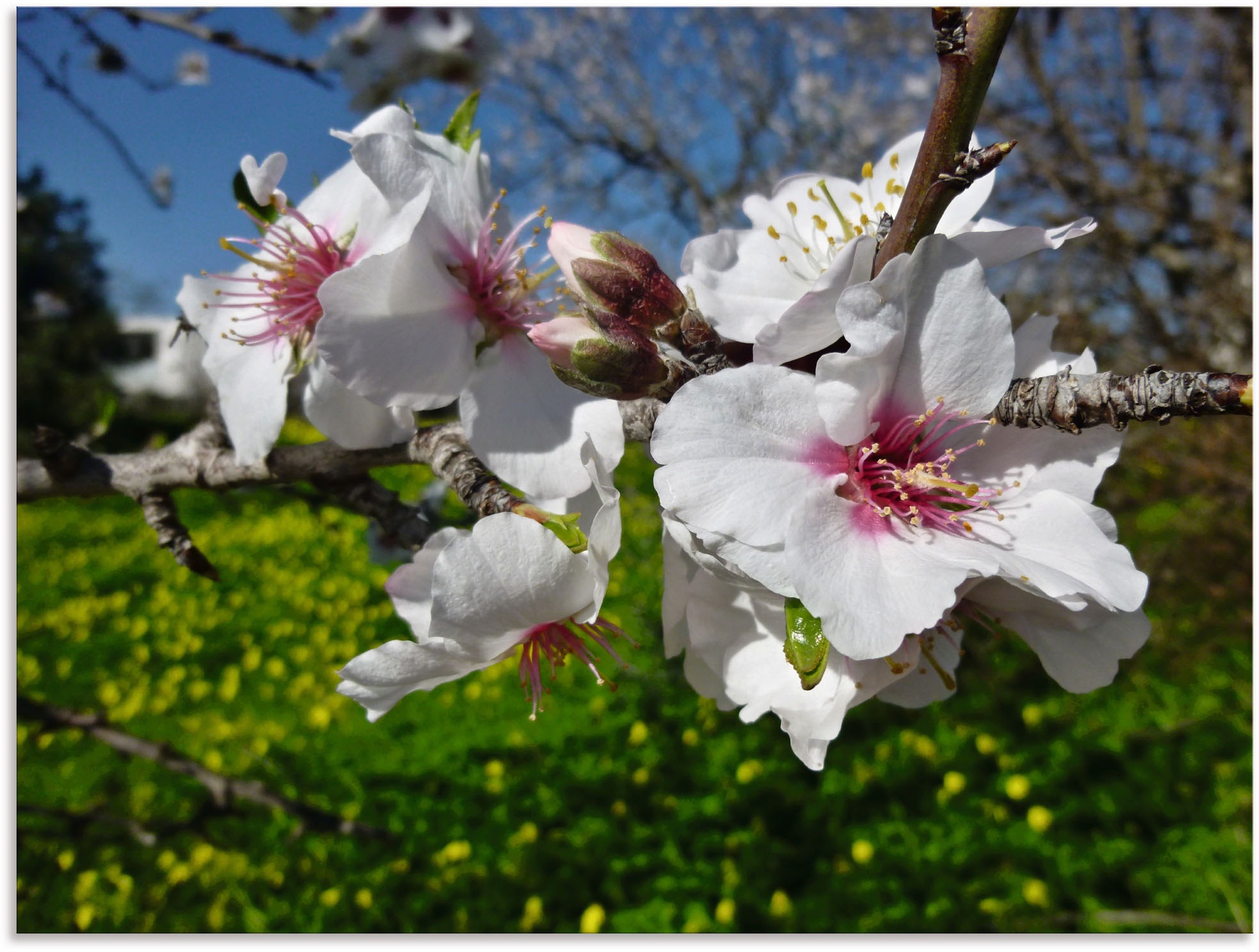 Image of Artland Wandbild »Mandelbluete an der Algarve in Portugal«, Baumbilder, (1 St.), in vielen Grössen & Produktarten - Alubild / Outdoorbild für den Aussenbereich, Leinwandbild, Poster, Wandaufkleber / Wandtattoo auch für Badezimmer geeignet bei Ackermann Ve