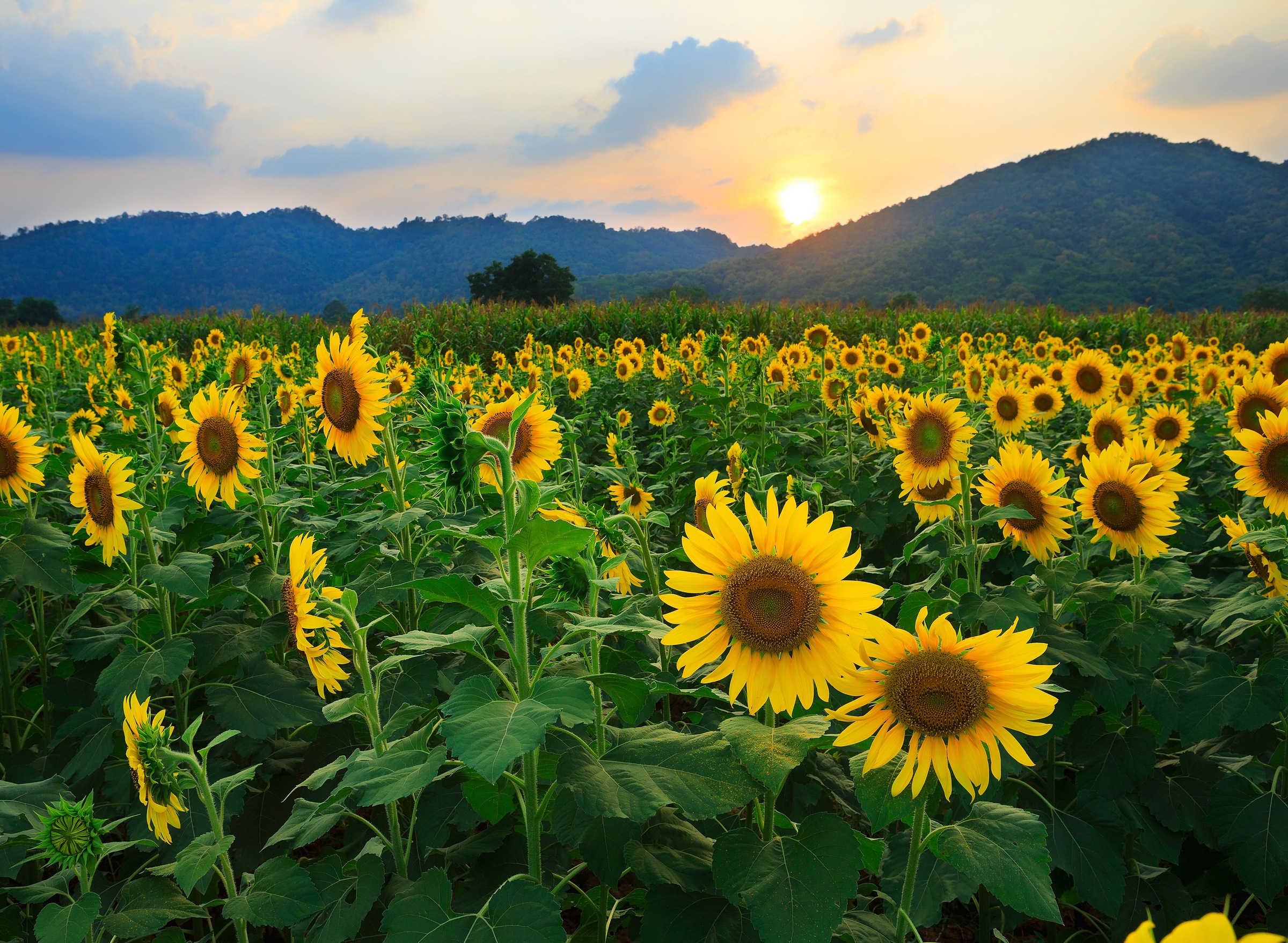Image of Papermoon Fototapete »Sunflower Field« bei Ackermann Versand Schweiz
