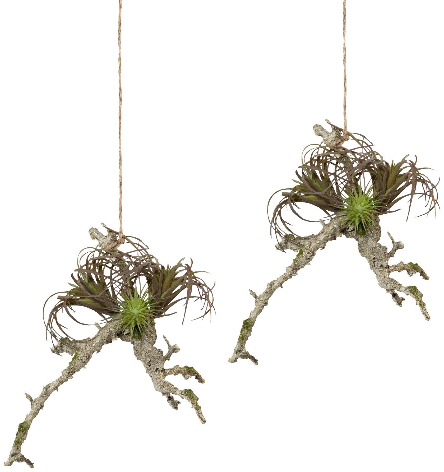 Image of Creativ green Kunstpflanze »Hängeast mit Tillandsie«, (2 St.), 2er Set bei Ackermann Versand Schweiz