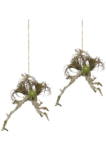 Creativ green Kunstpflanze »Hängeast mit Tillandsie«, (2 St.), 2er Set kaufen