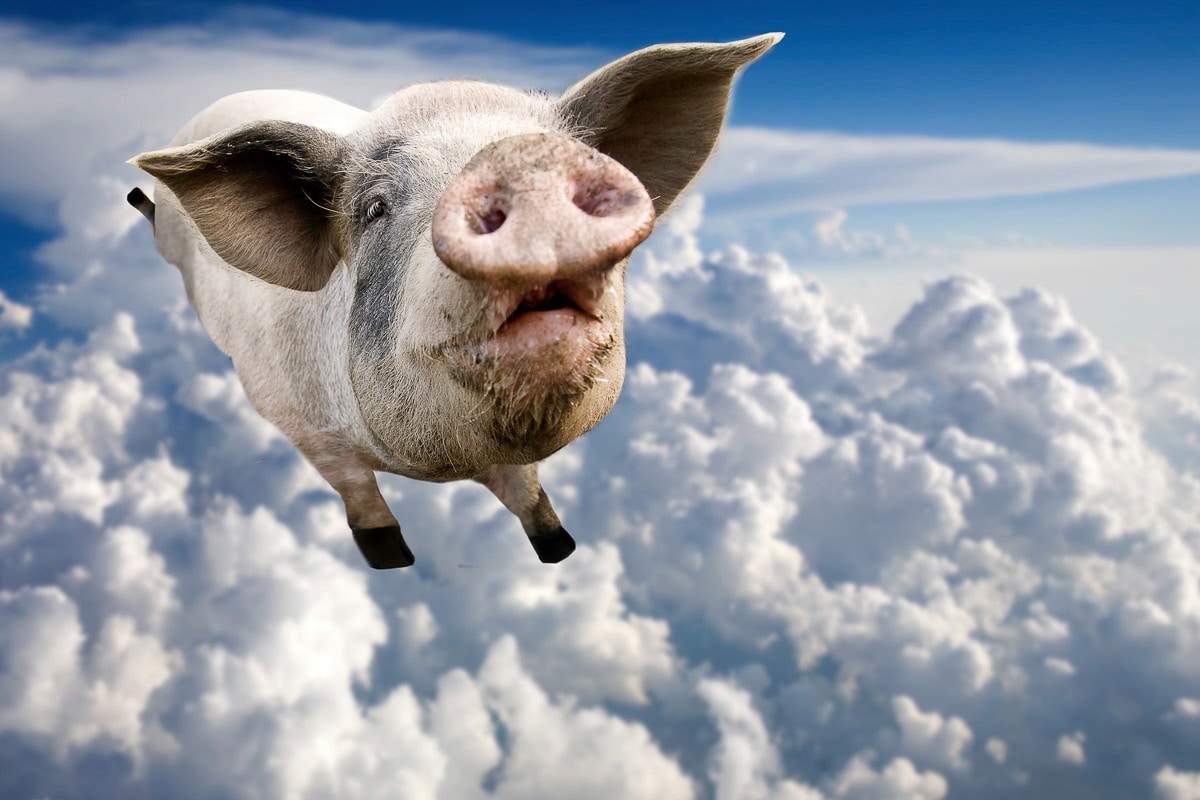 Papermoon Fototapete »Fliegendes Schwein«