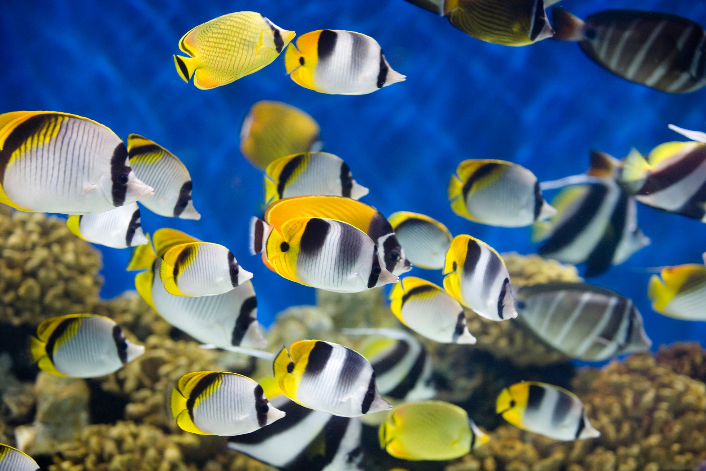 Fototapete »UNTERWASSER-WELT-FISCHE KORALLE SEE MEER TIERE OZEAN«