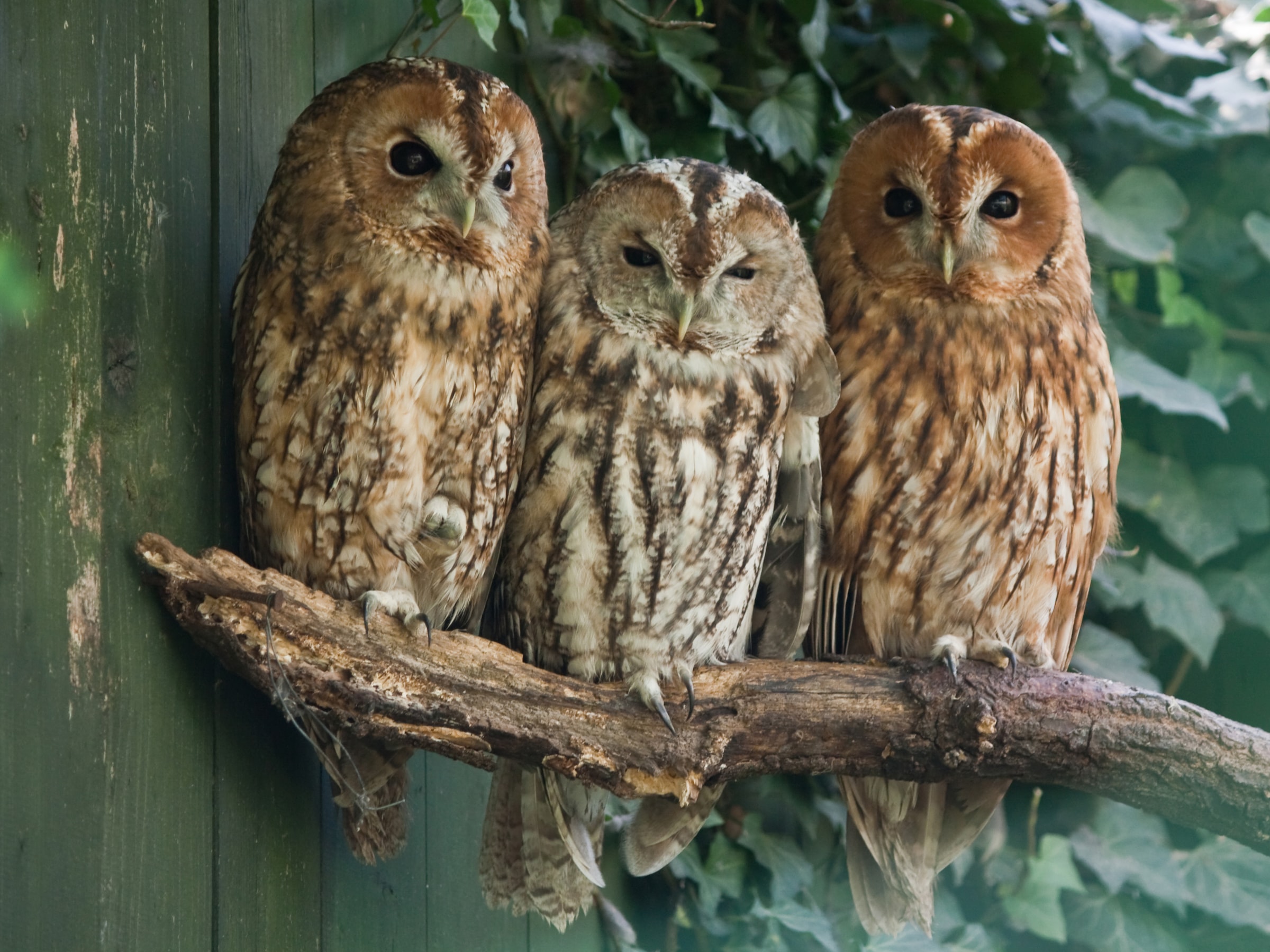 Papermoon Fototapete »Tawny Owls« glatt