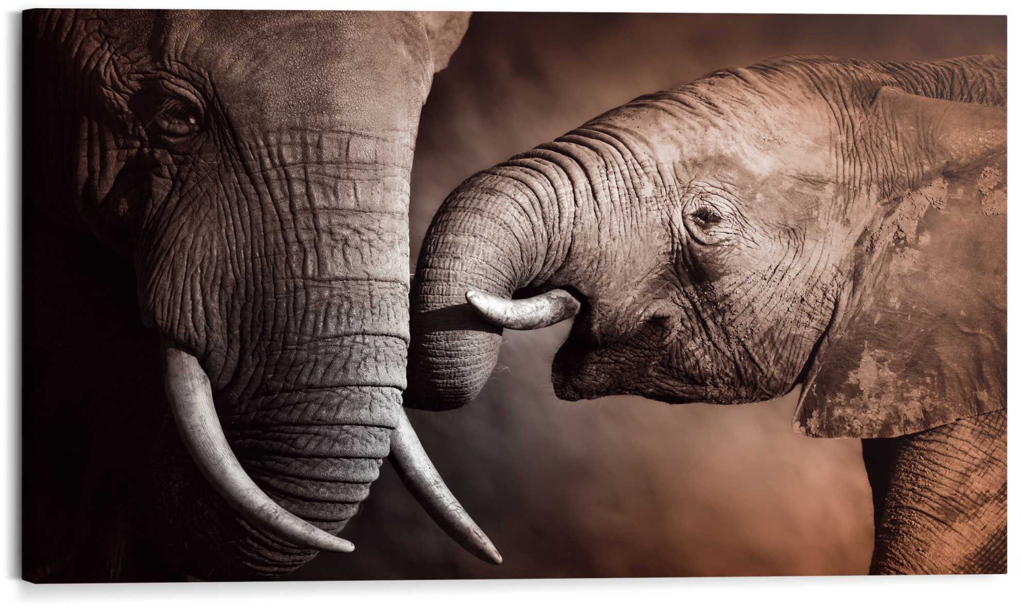 günstig Elefanten Familie Stosszähne«, - »Wandbild Wandbild Rüssel St.) - Elefanten, Afrika (1 kaufen - Reinders! Mutterliebe