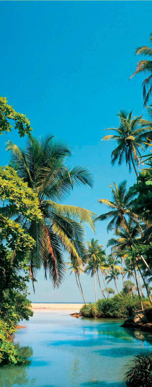 Image of Papermoon Fototapete »Palm Logoon - Türtapete«, matt, Vlies, 2 Bahnen, 90 x 200 cm bei Ackermann Versand Schweiz