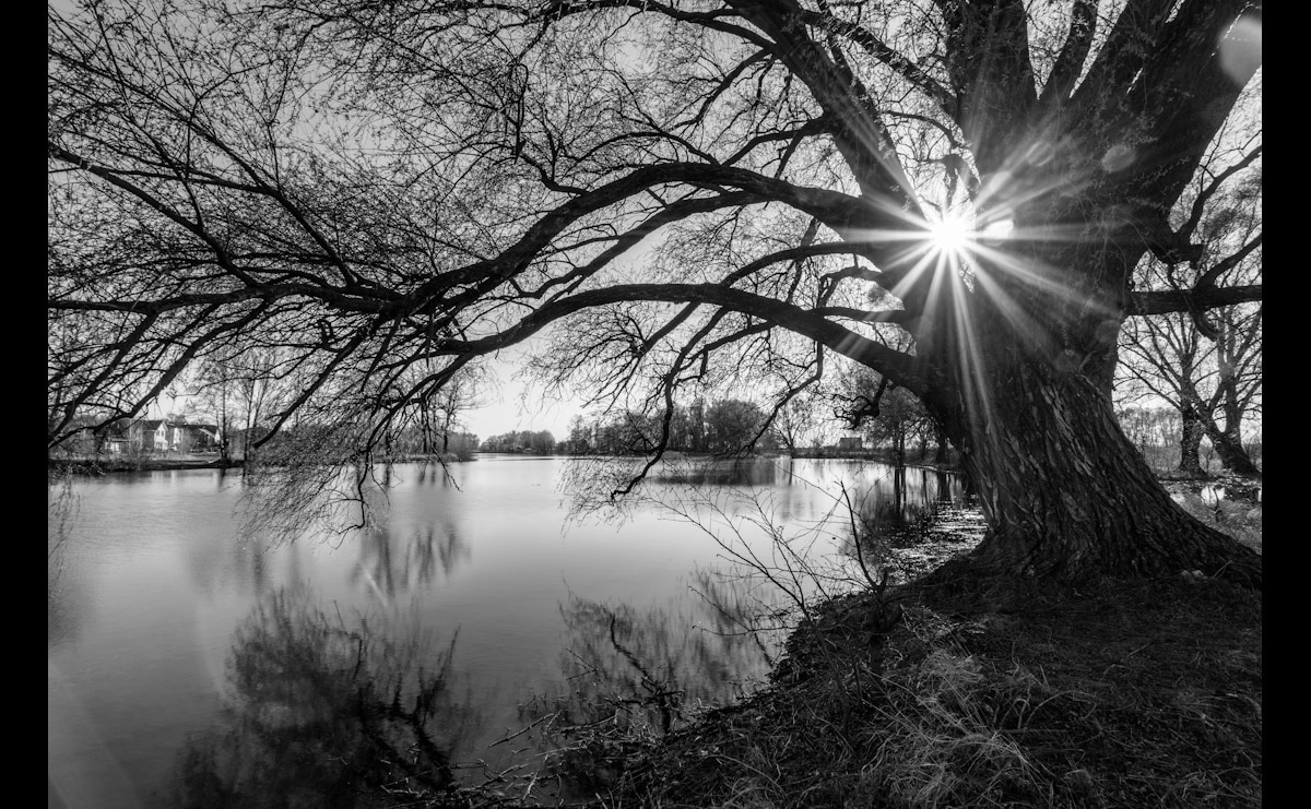 Image of Papermoon Fototapete "Baumsee Sonnenaufgang"