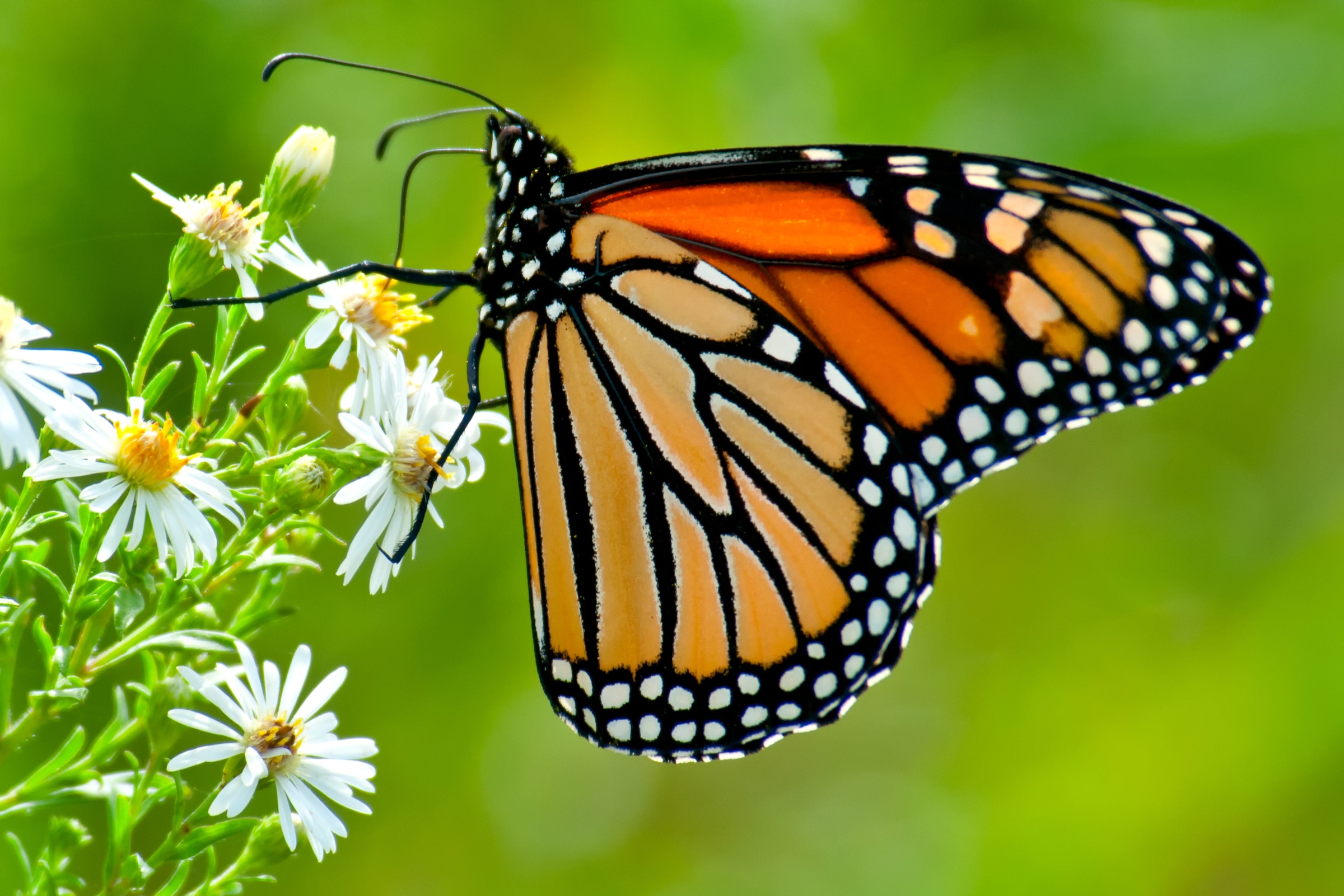 Image of Papermoon Fototapete "Monarch Butterfly" glatt