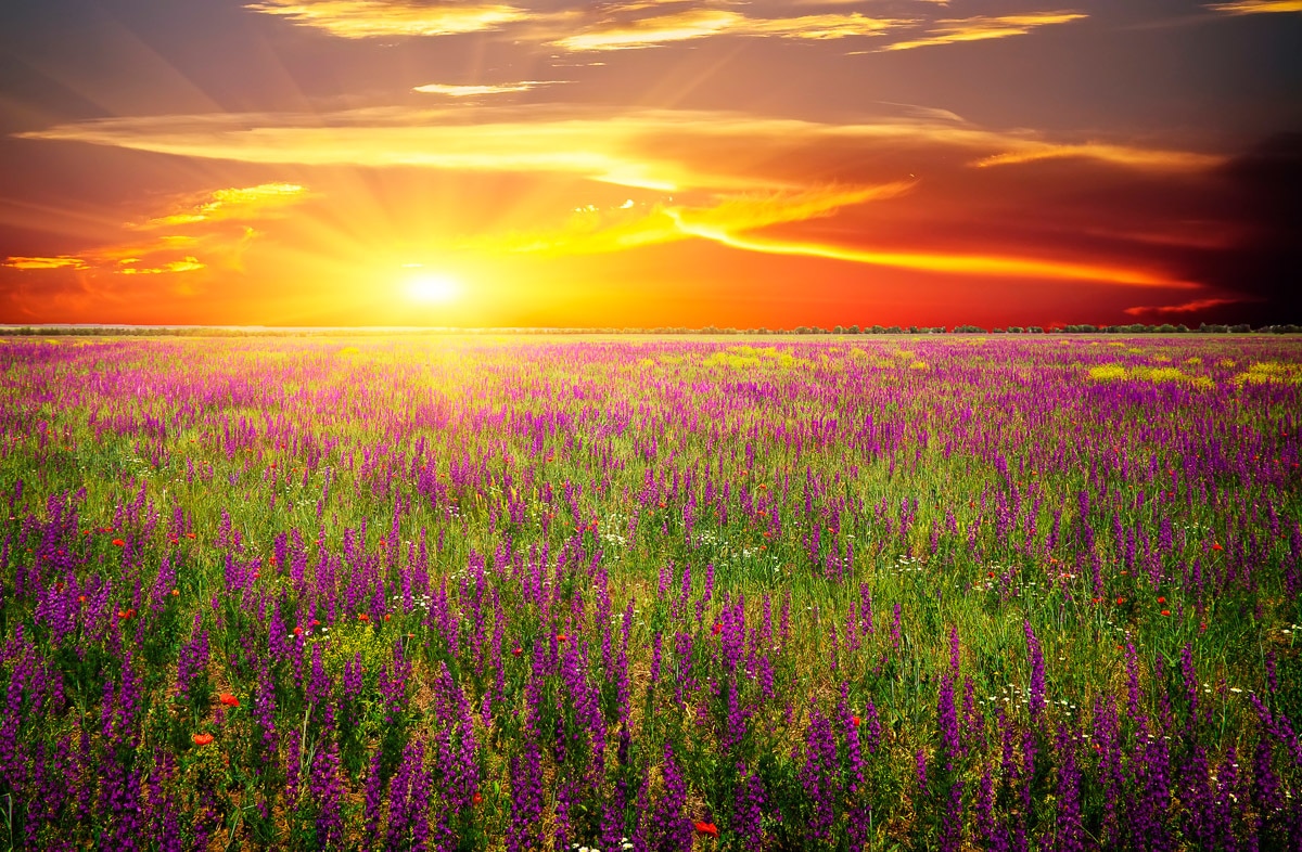 Image of Papermoon Fototapete "Blumenwiese Sonnenuntergang"