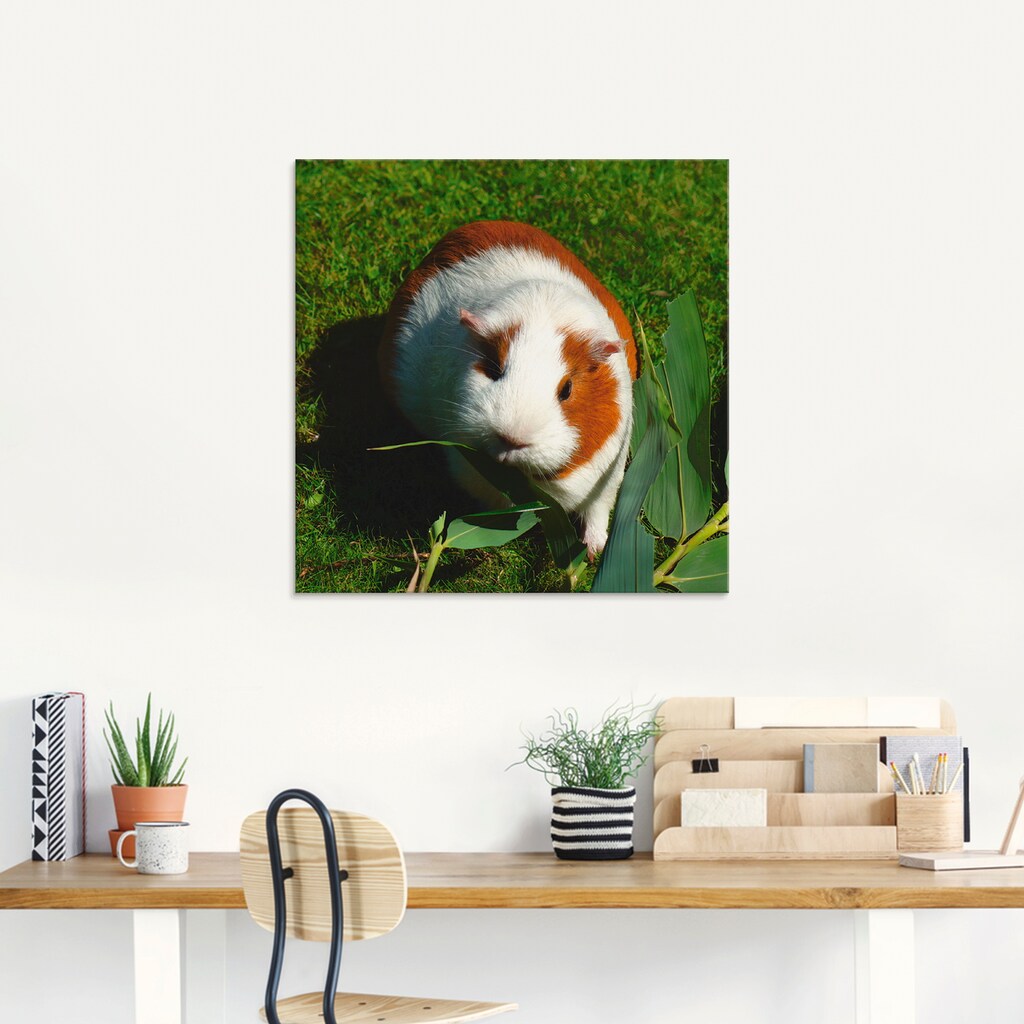 Artland Glasbild »Orange weisses Meerschweinchen«, Haustiere, (1 St.)