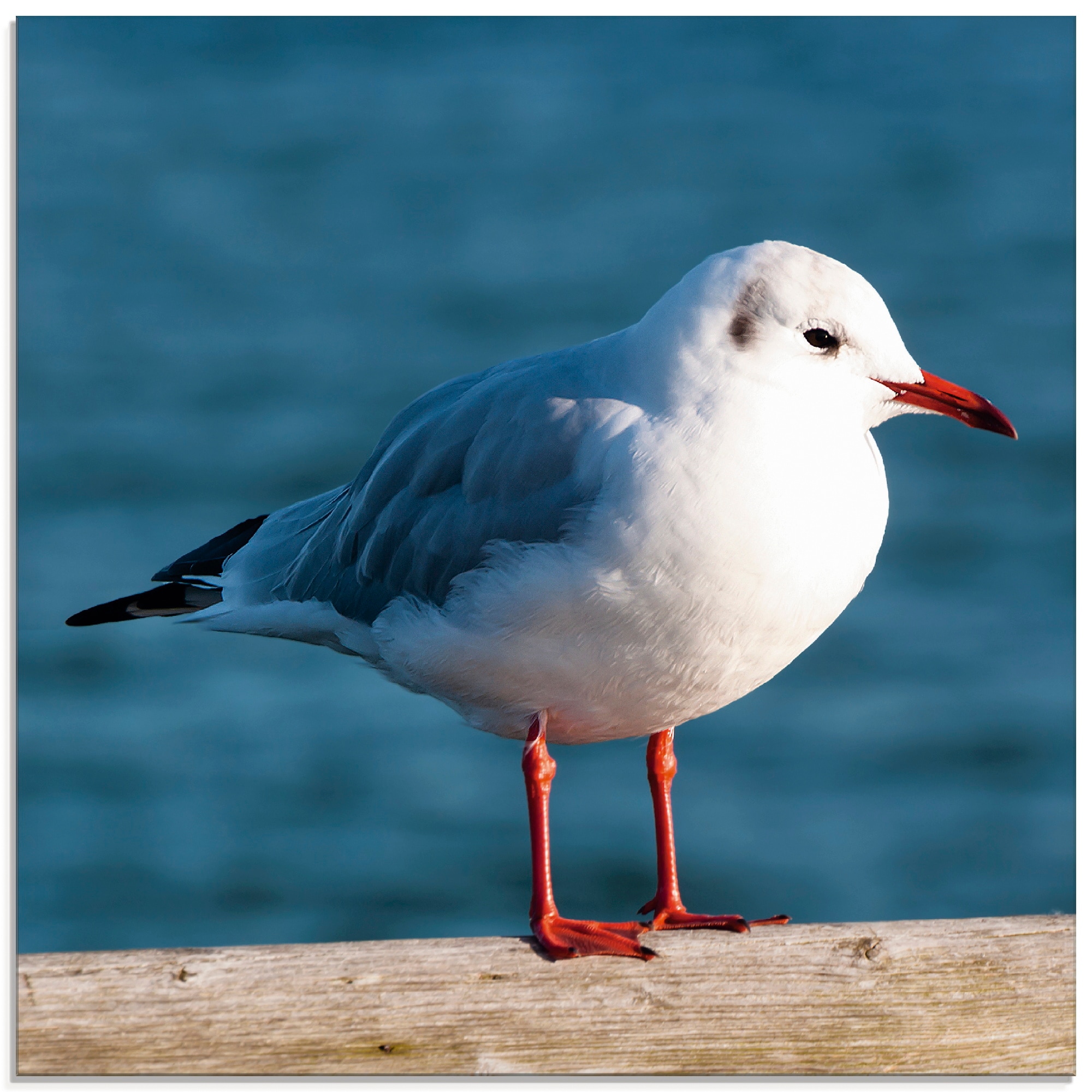 Image of Artland Glasbild "Möwe" Vögel 1 Stk. tlg. in verschiedenen Grössen