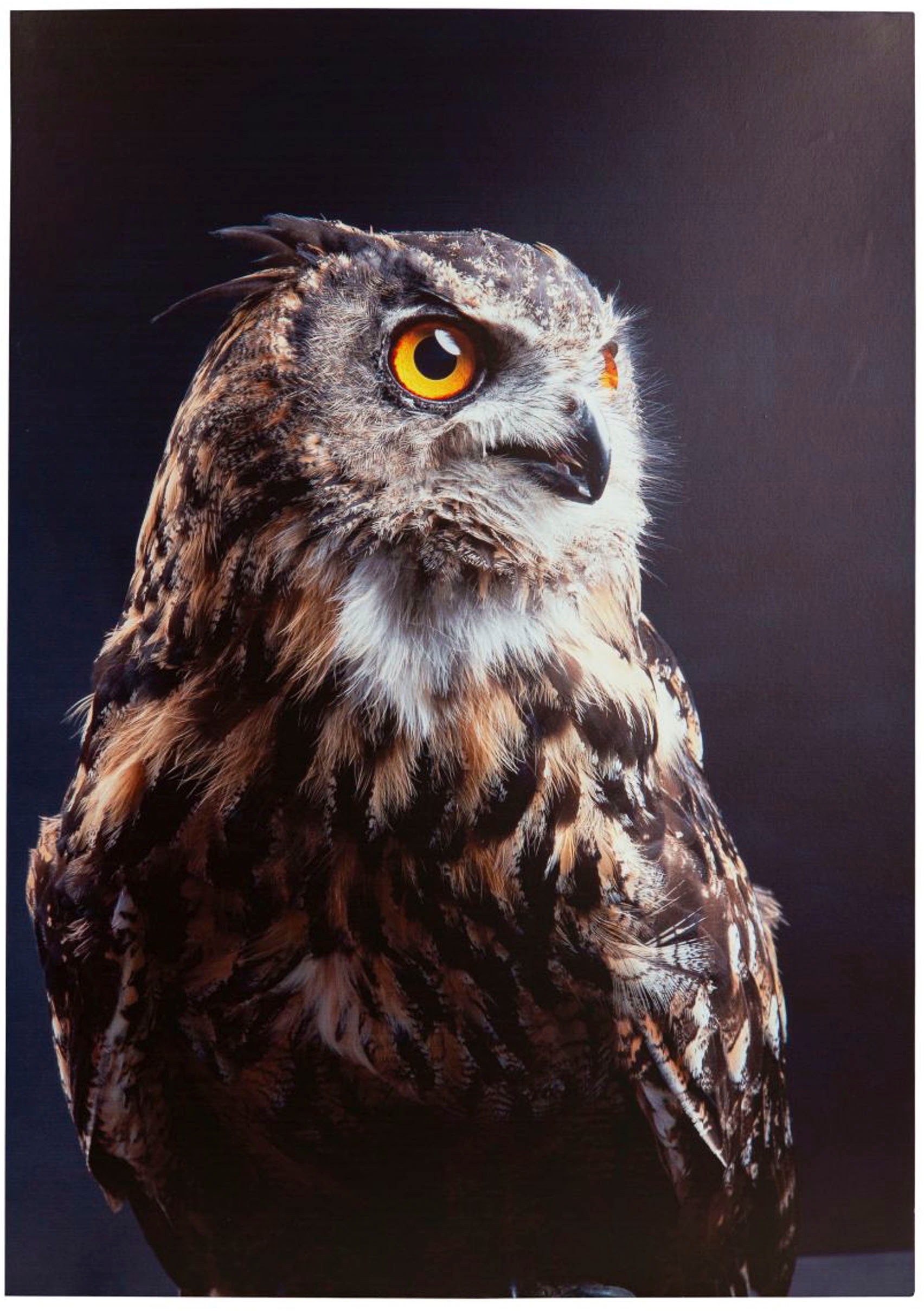 Image of Spiegelprofi GmbH Deco-Panel »Owl«, (1 St.), hochwertiger Kunstdruck bei Ackermann Versand Schweiz