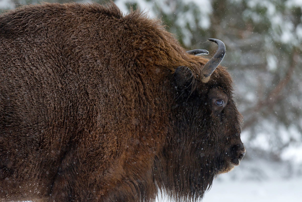 Image of Papermoon Fototapete »Büffel«, Vliestapete, hochwertiger Digitaldruck, inklusive Kleister bei Ackermann Versand Schweiz