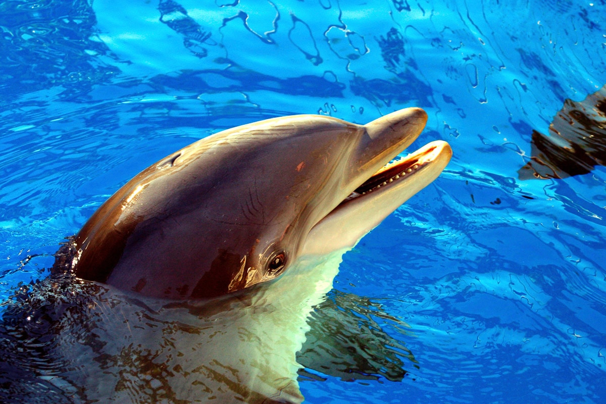 Image of Papermoon Fototapete "Delfin"