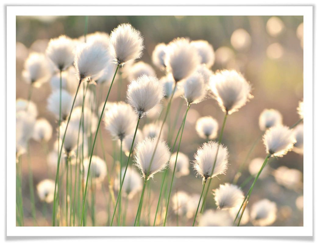 Image of Wall-Art Poster »Wiesen Zauber«, Schriftzug, (1 St.) bei Ackermann Versand Schweiz