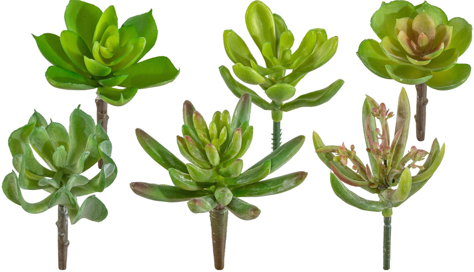 Image of Creativ green Kunstpflanze »Sukkulenten«, (12 St.), 12er Set bei Ackermann Versand Schweiz