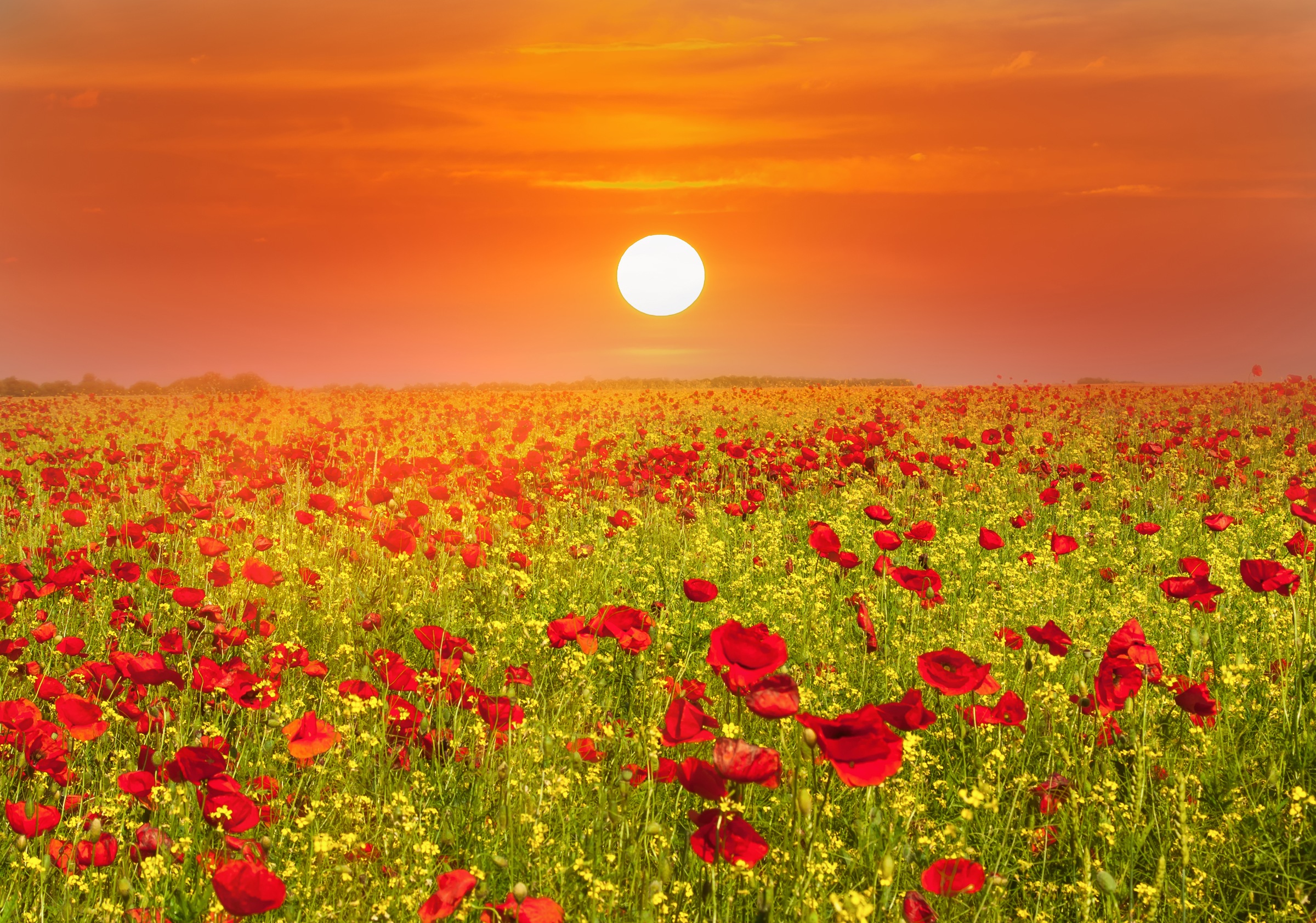 Image of Papermoon Fototapete »Red Poppies Field« bei Ackermann Versand Schweiz