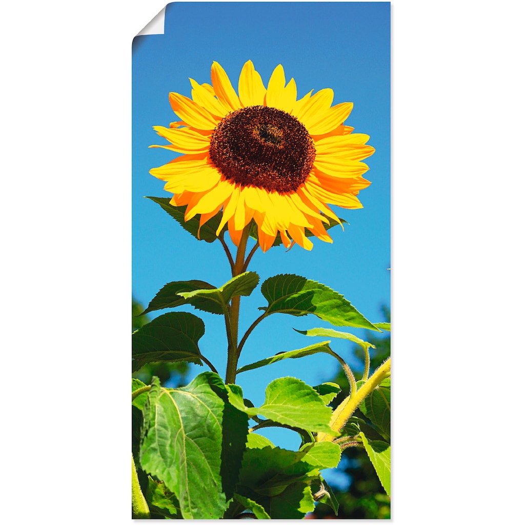 Artland Wandbild »Sonnenblume«, Blumen, (1 St.)