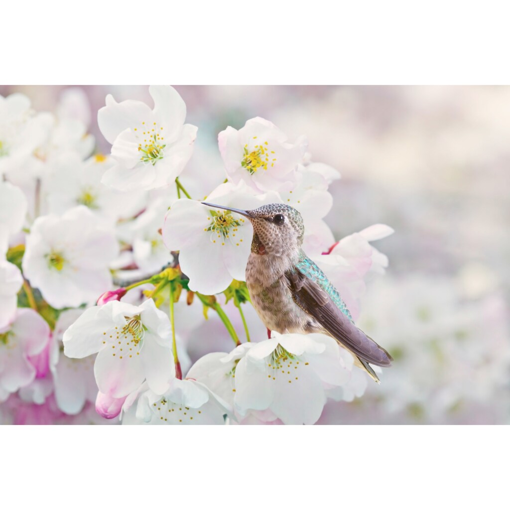 Papermoon Fototapete »Cherra Blossoms«