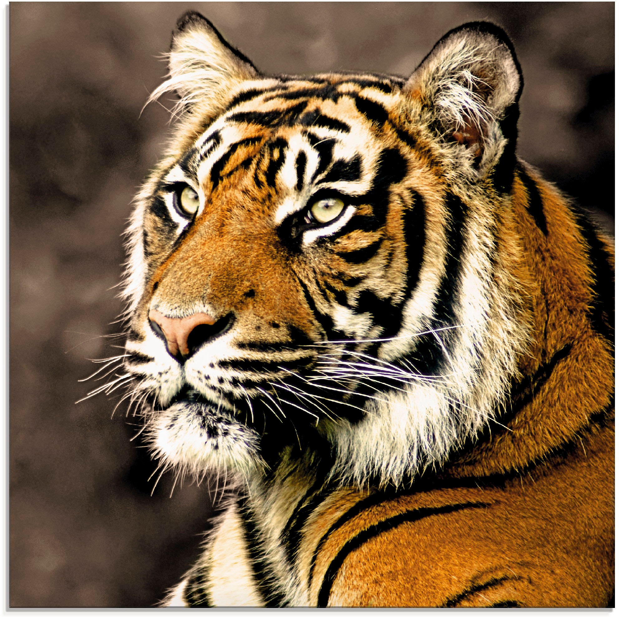 Image of Artland Glasbild »Tiger_sepia«, Wildtiere, (1 St.) bei Ackermann Versand Schweiz