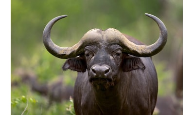 Fototapete »Afrikanischer Büffel«