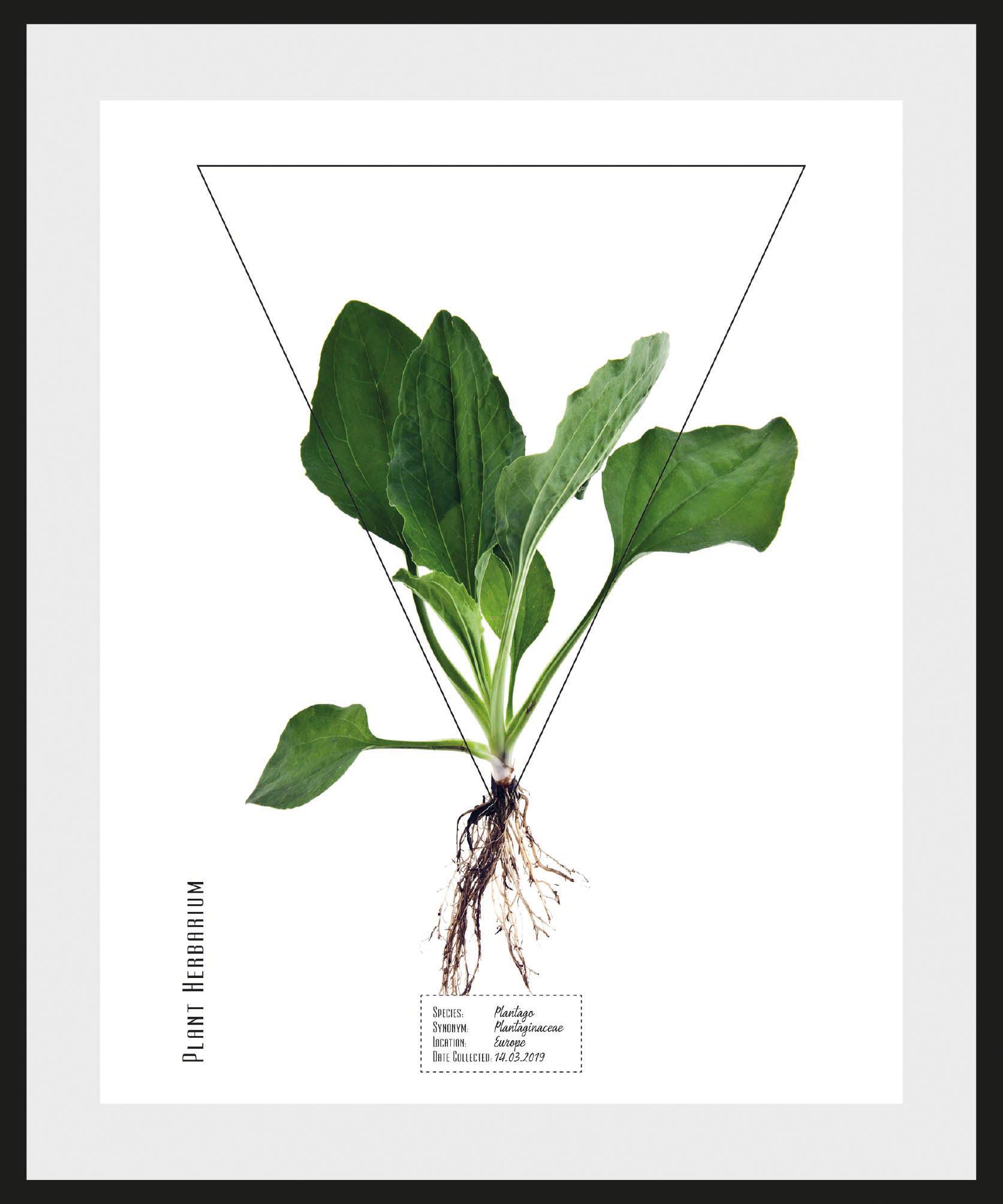 Image of andas Bild »Pflanze Plantago«, mit Rahmen bei Ackermann Versand Schweiz