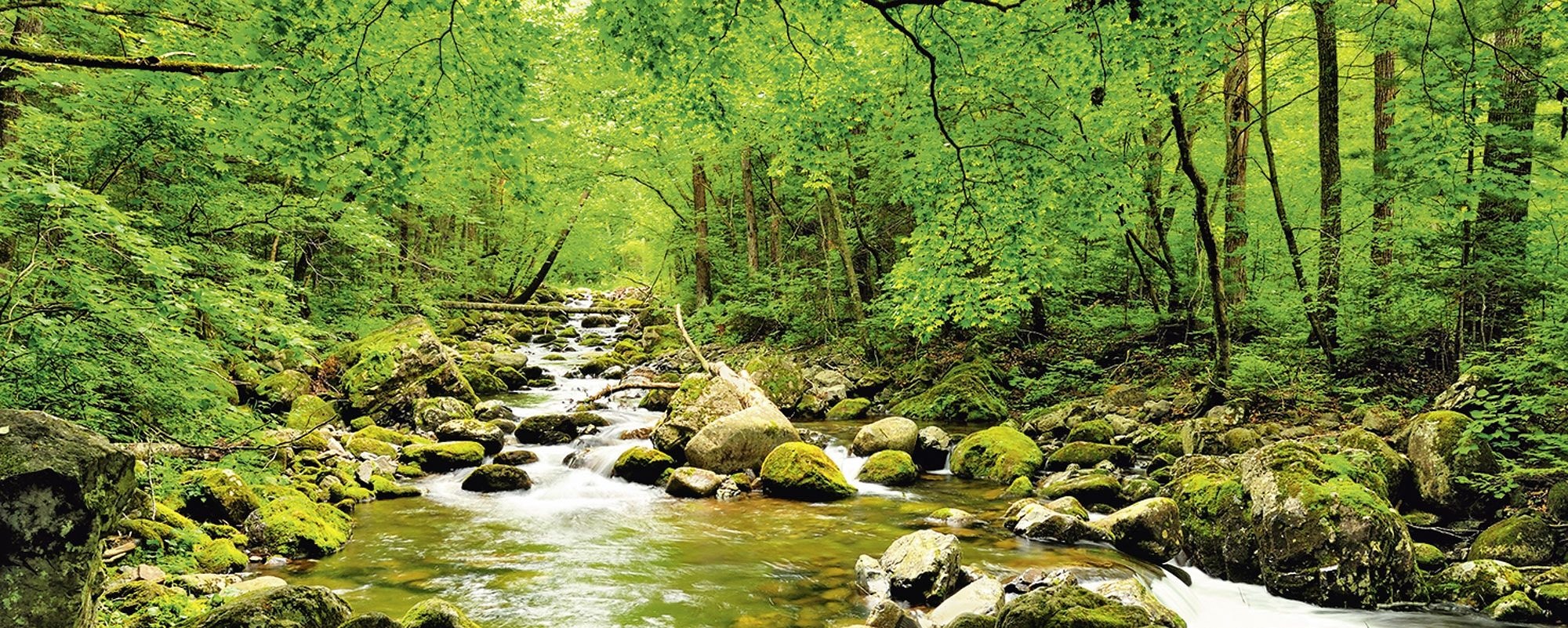 Image of Home affaire Glasbild »tupikov: Herbstwald, Fluss Smolny«, 125/50 cm bei Ackermann Versand Schweiz