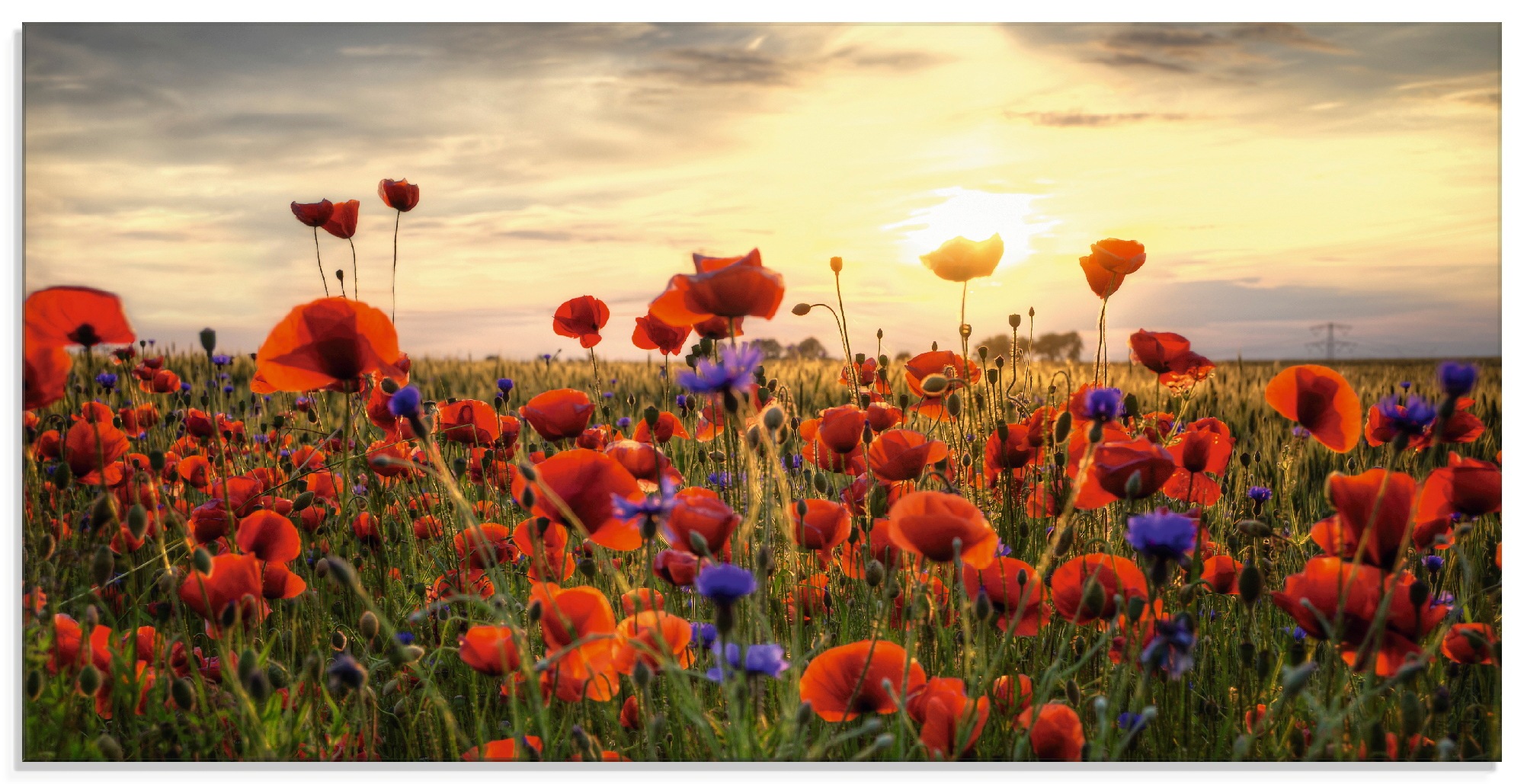 Image of Artland Glasbild "Mohnblumen" Blumen 1 Stk. tlg. in verschiedenen Grössen