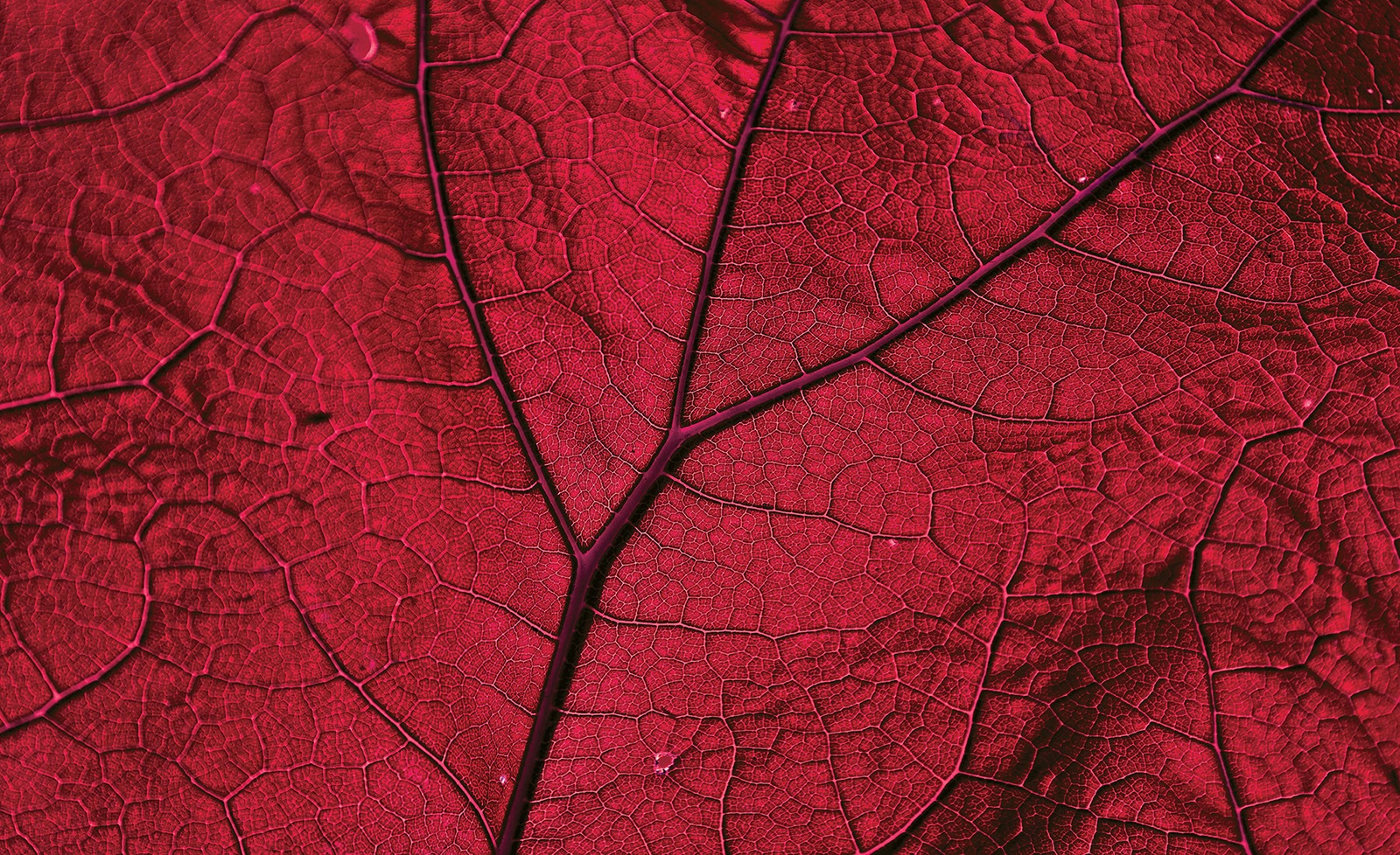 Image of Consalnet Vliestapete »Nahaufnahme rotes Blatt«, botanisch bei Ackermann Versand Schweiz
