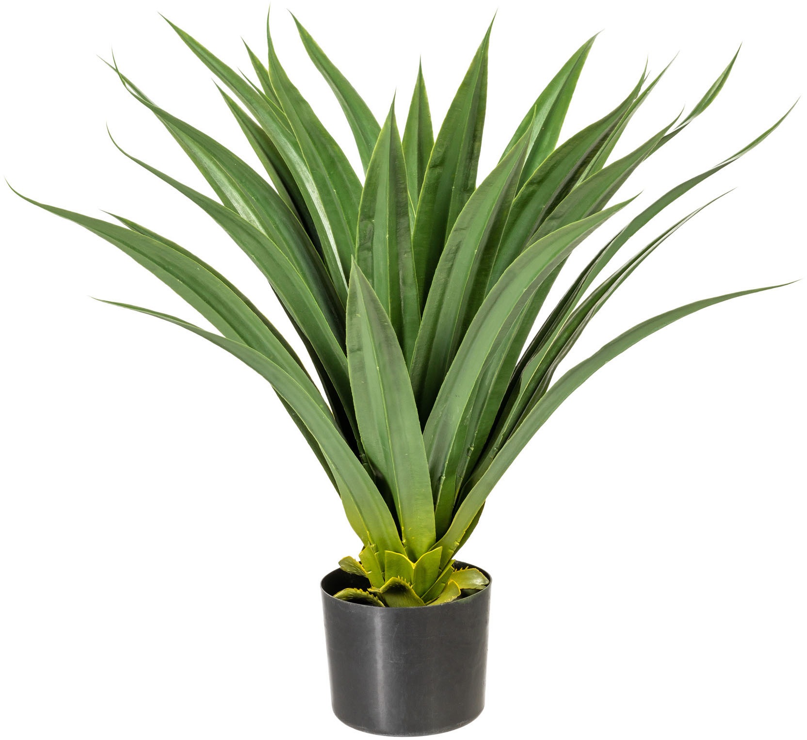 Image of my home Künstliche Zimmerpflanze »Verena«, (1 St.) bei Ackermann Versand Schweiz